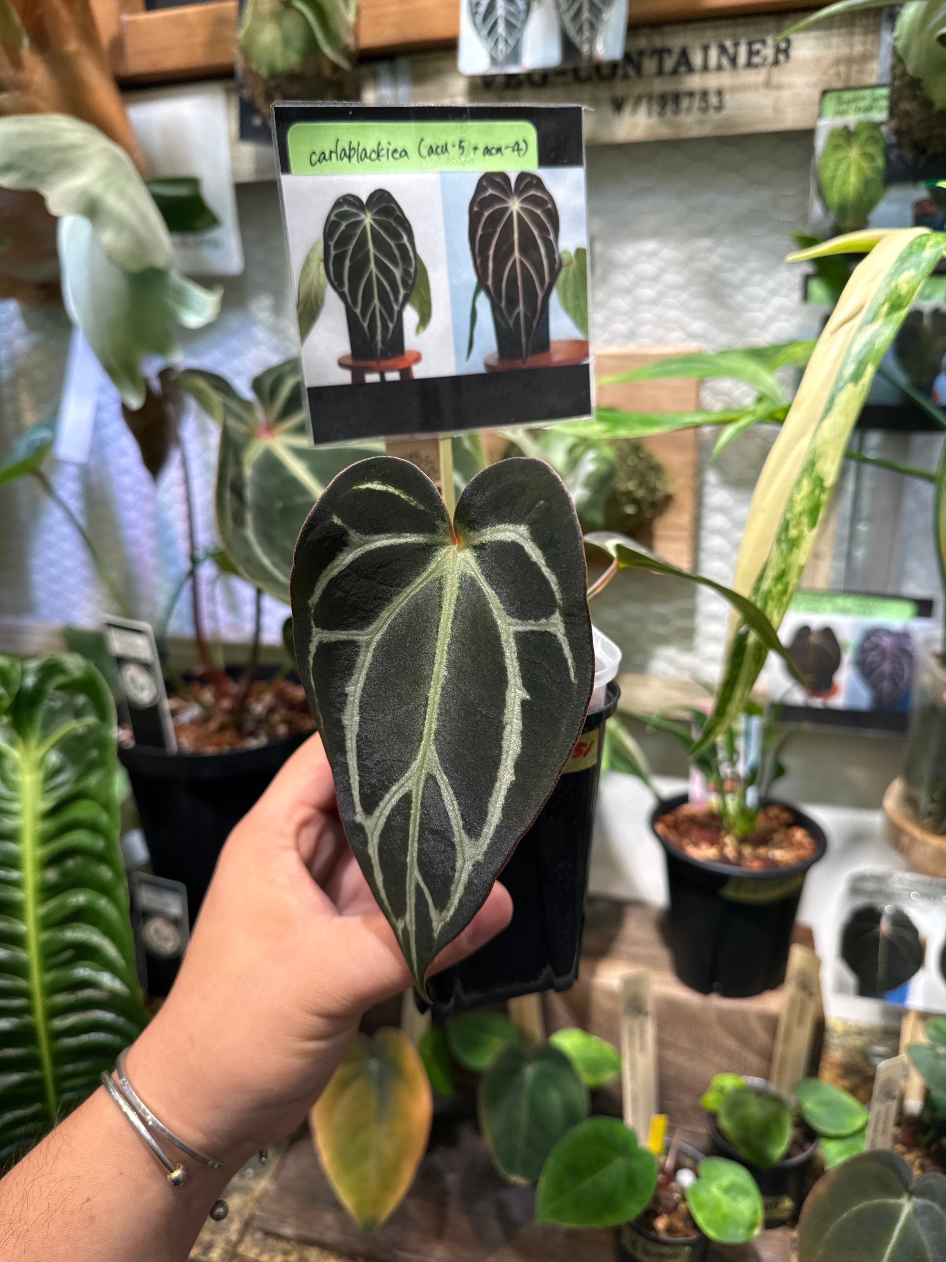アロカシア ヘテロフィラ 'metallic blue' | Gardenえん 【観葉熱帯植物】