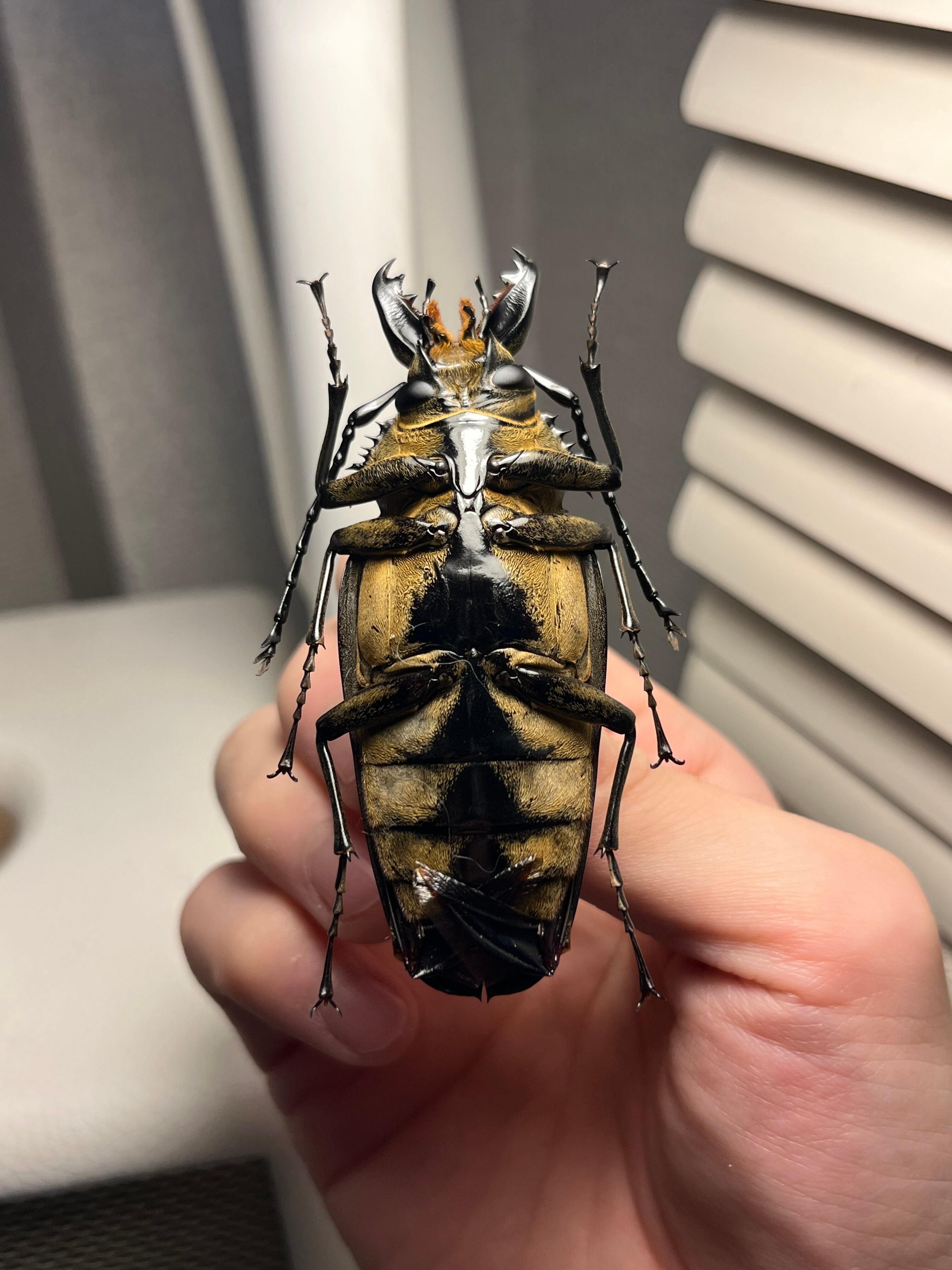 76mm】タテヅノクワガタモドキ カミキリムシ ウスバカミキリ 昆虫標本