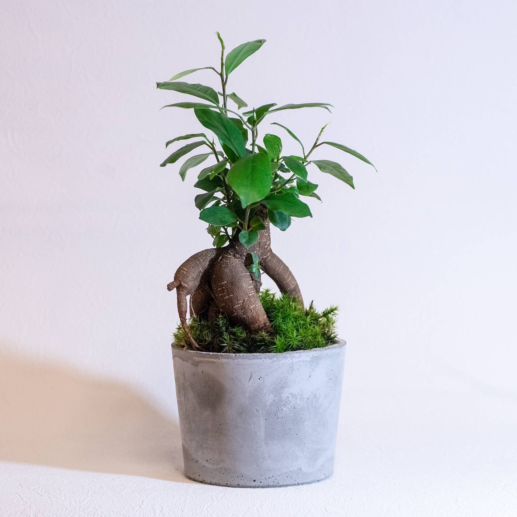 デスクに置ける観葉植物 ガジュマル しっぼ苔の鉢植え シンプルで無機質なモルタル鉢 送料全国一律850円 Paypal決済をご利用の場合はwebブラウザからご注文ください アトモスフィア 苔をあしらった観葉植物や花草 苔玉などの通販