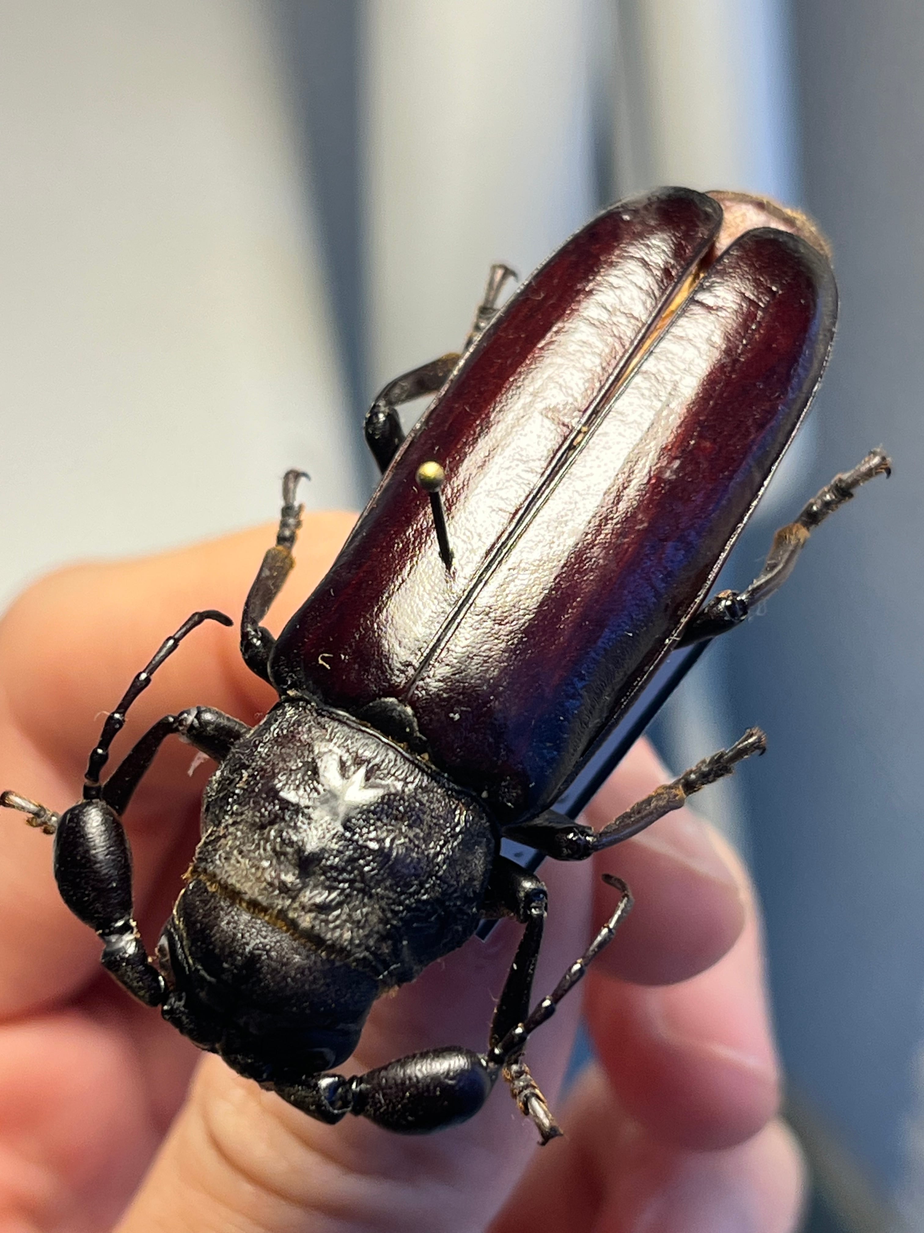 【一属一種】Bolbotritus bainesiウスバカミキリ ミヤマカミ標本 一属一種】Bolbotritus bainesiウスバカミキリ ミヤマカミキリ 昆虫