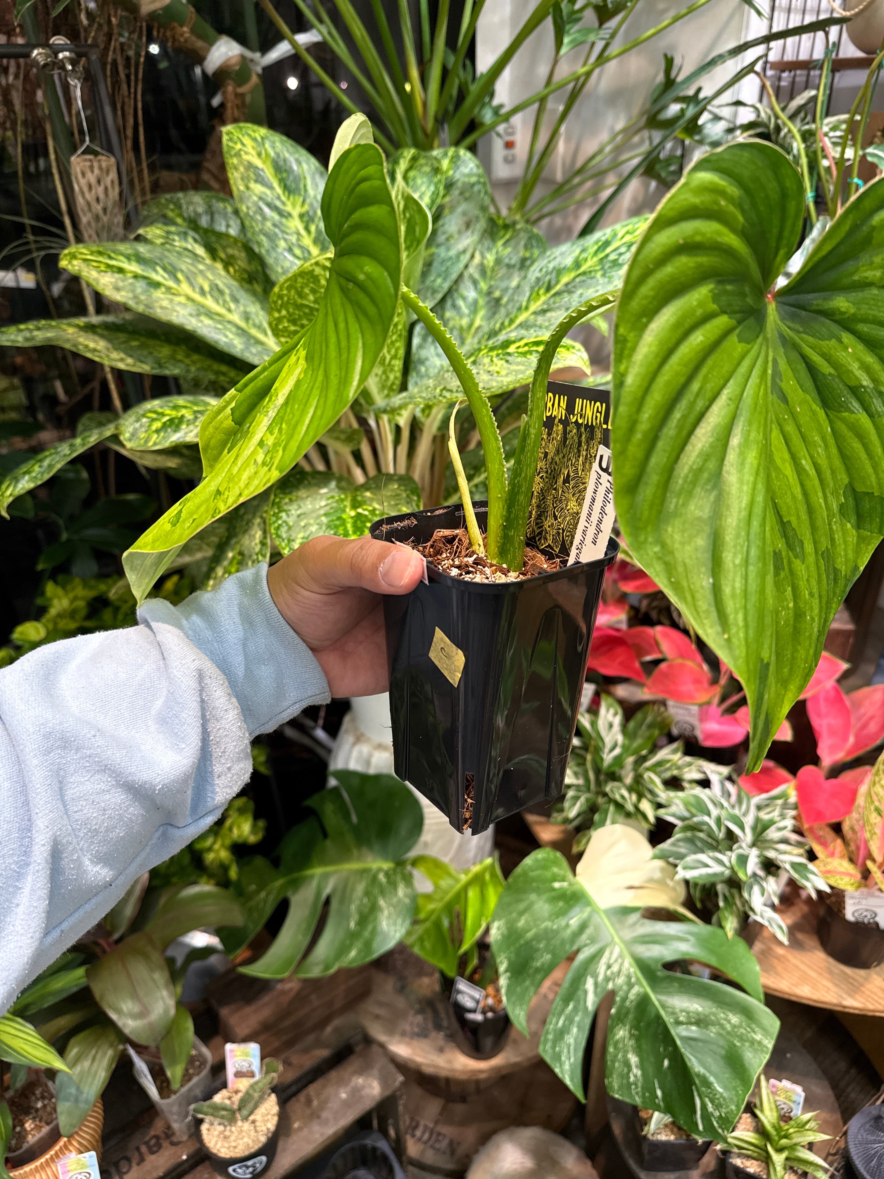C【希少】 Philodendron Plowmanii variegated フィロデンドロン