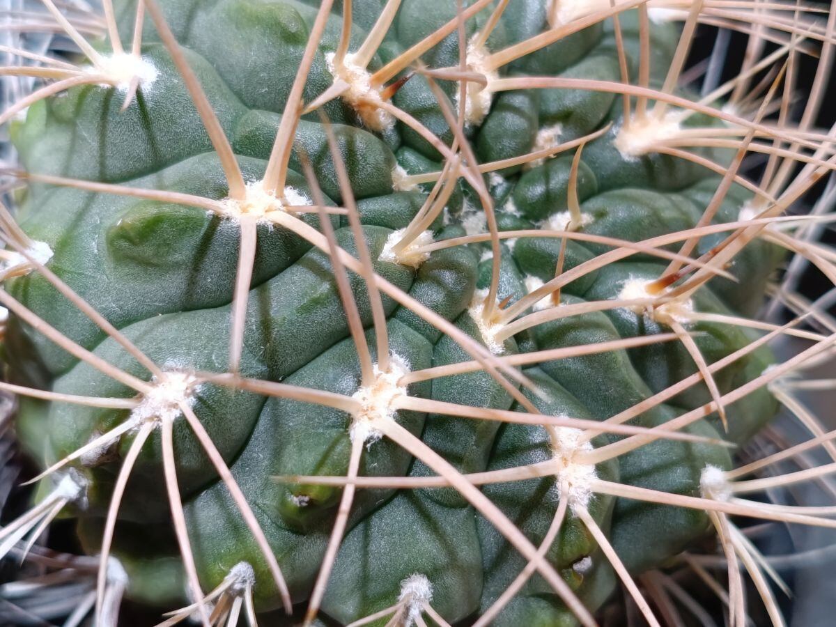 Gymnocalyium spegazzinii ギムノカリキウム 黒刺天平丸 | サボテンと