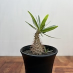 Pachypodium Gracilius【パキポディウム・グラキリス・実生】