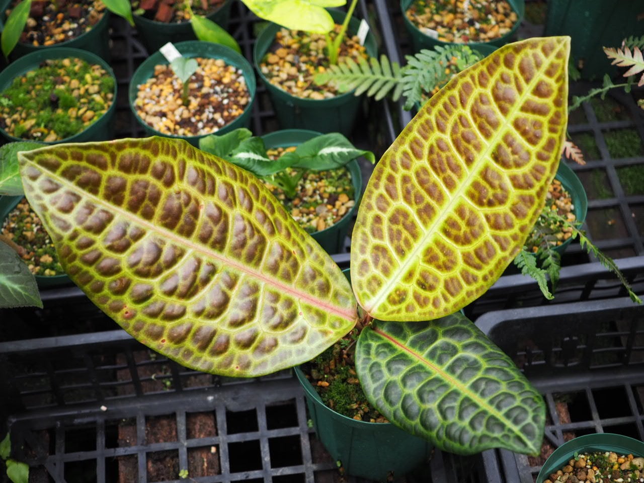 ラビシアsp. 'Turtle Back' (Labisia sp. 'Turtle Back') | planter's