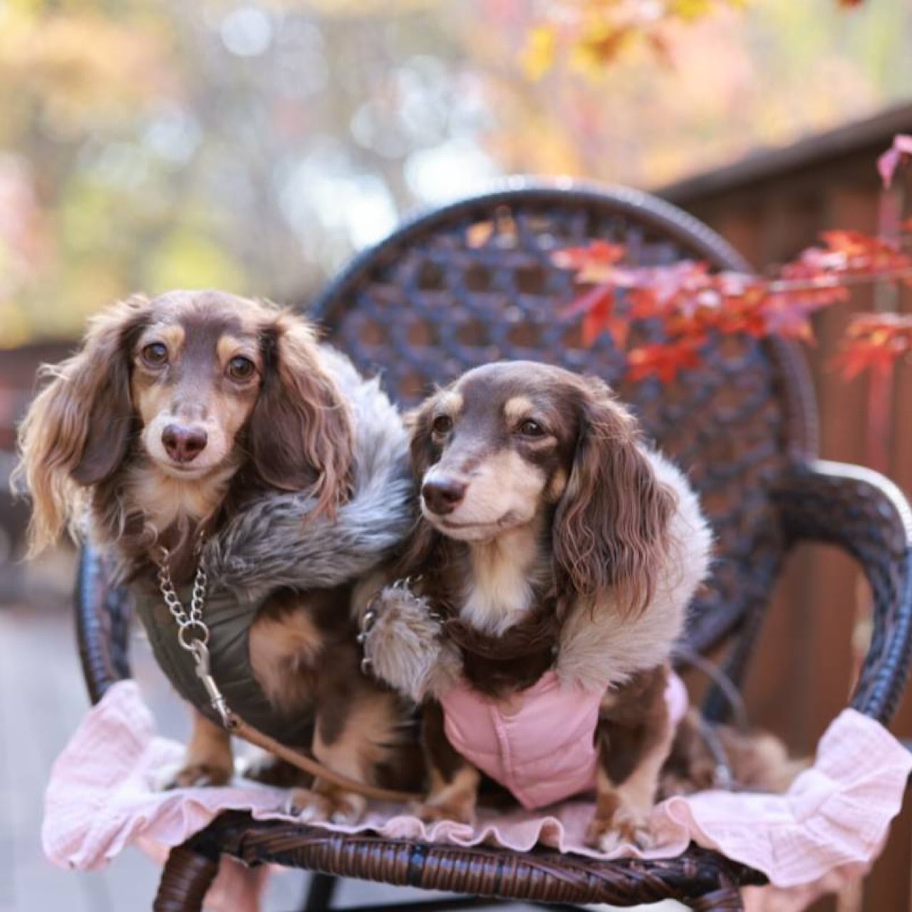 ダウンジャケット（ファー付きフード) 2022-2023 ※リバーシブル