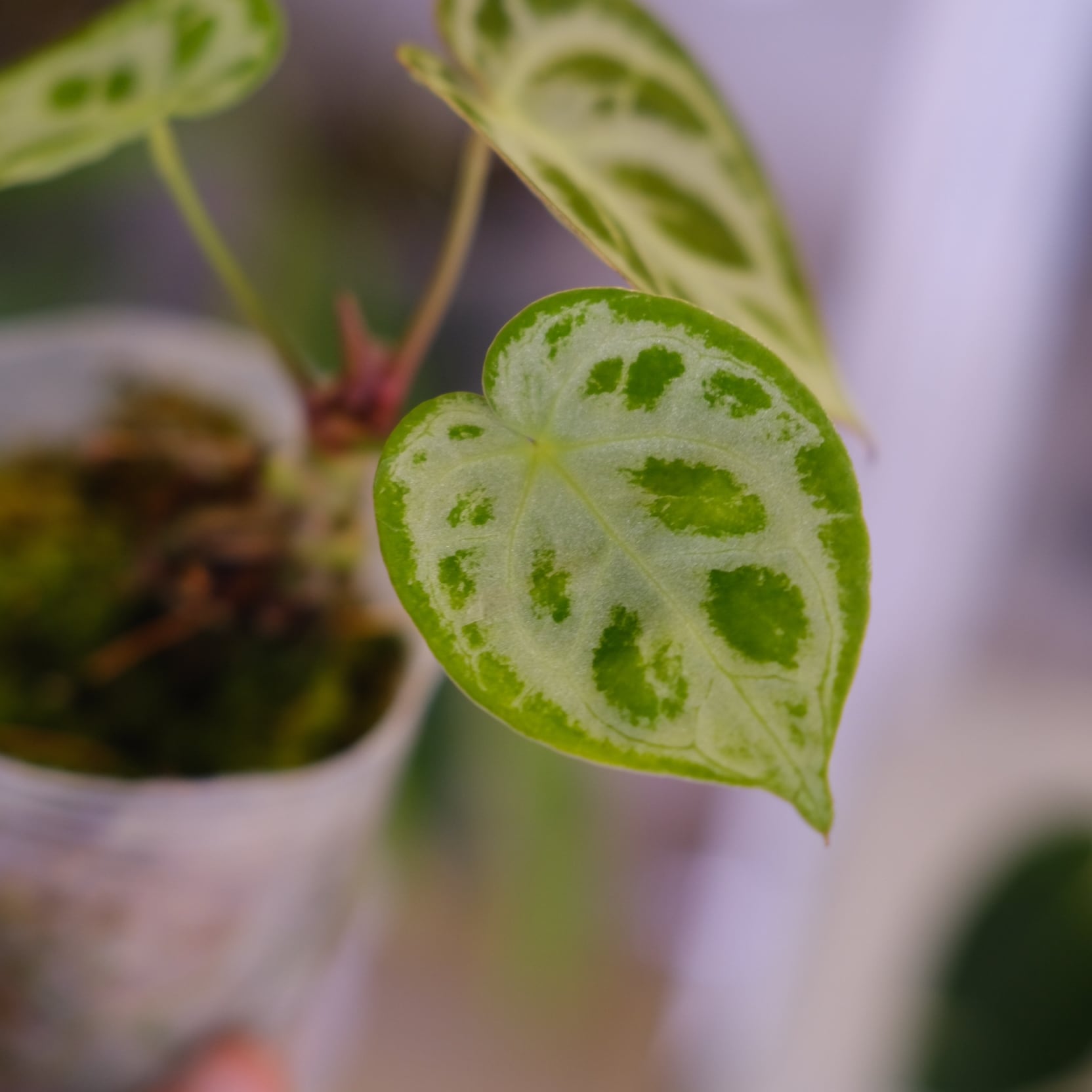 アンスリウム ドラヤキ × シルバーブラッシュ│Anthurium Dorayaki × A