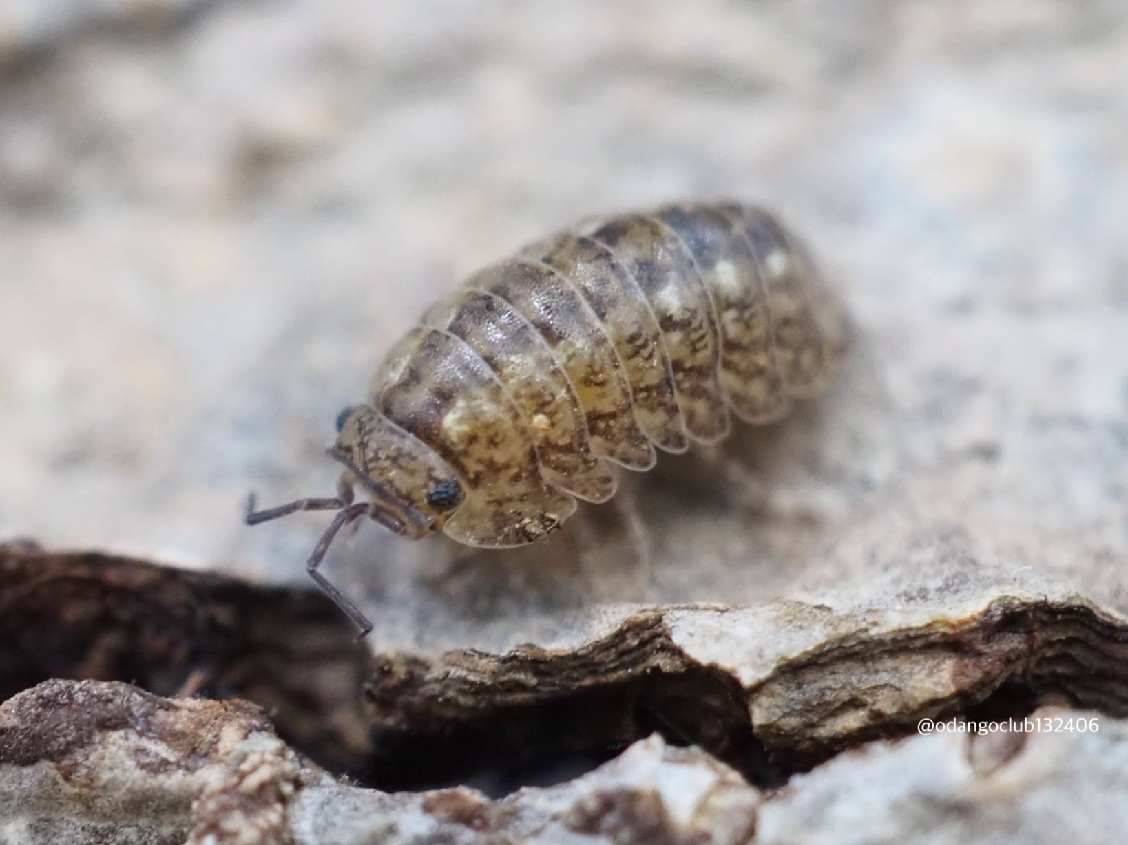 西表島産 タテジマコシビロダンゴムシ 5匹 ダンゴムシ | おだんごくらぶ
