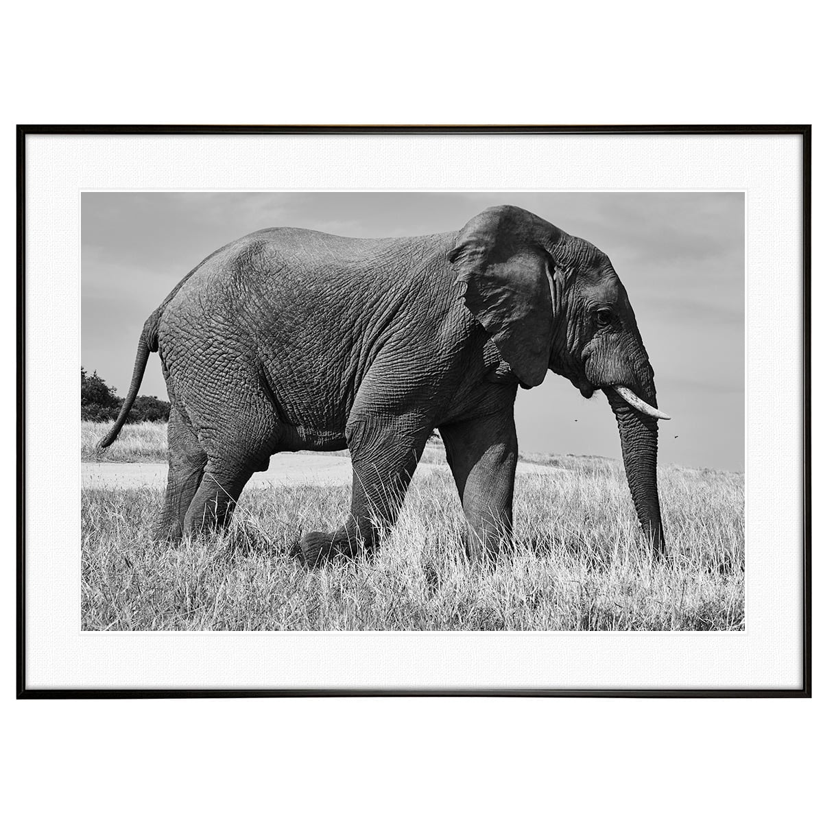 動物写真 象 インテリア モノクロアートポスター額装 AS0158