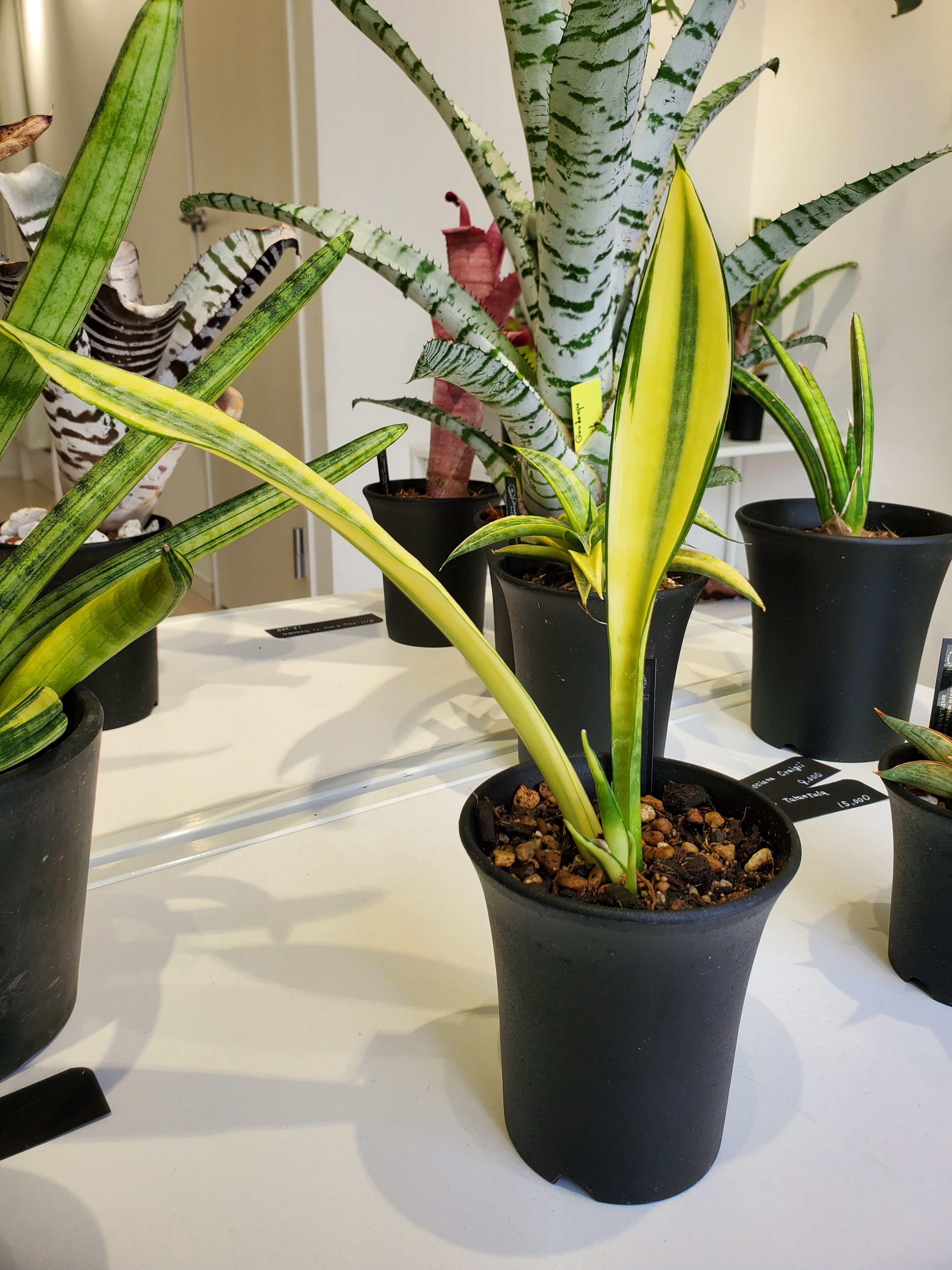 サンスベリア Sansevieria Su-kreep A サンスベリア Sansevieria Su-kreep A