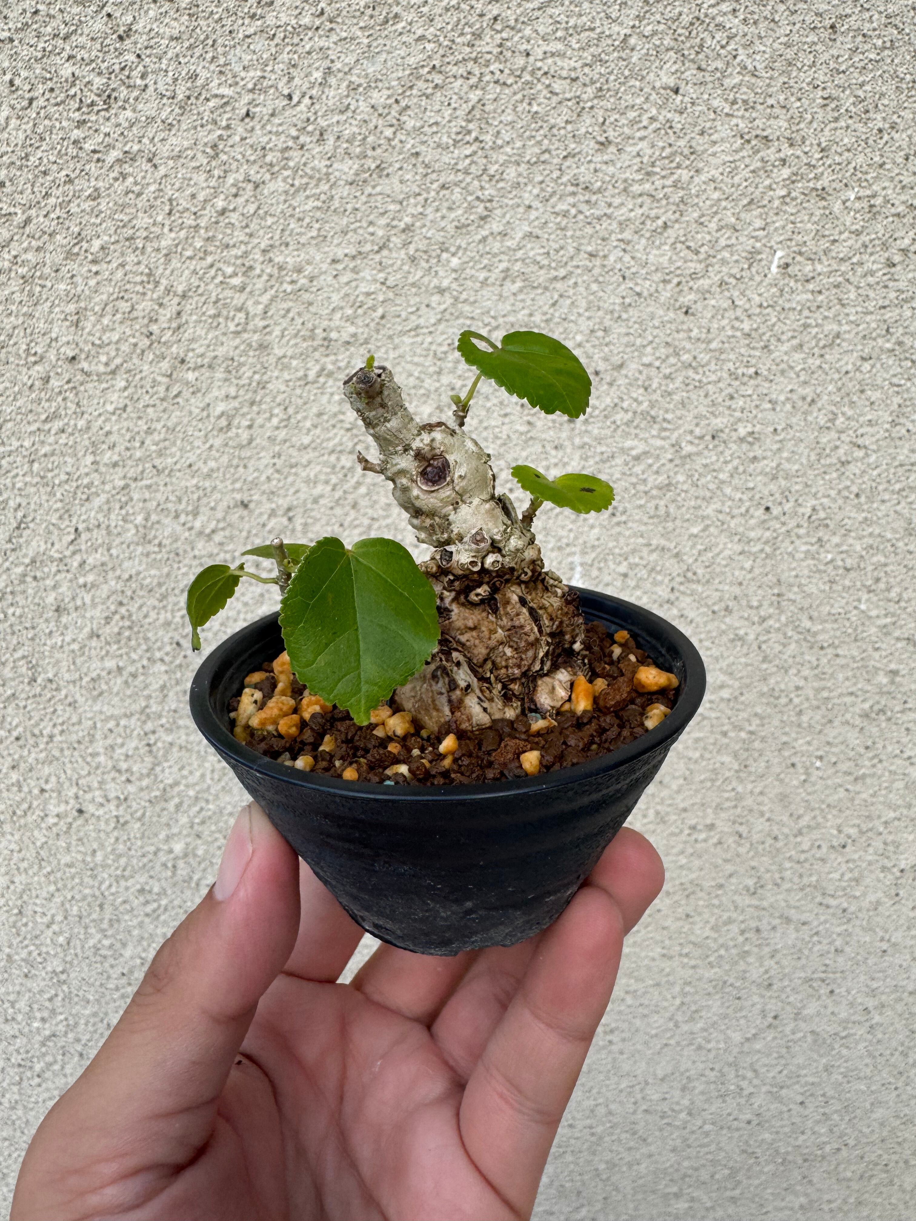 【琉球盆栽】Talipariti tiliaceum 【ユウナ / オオハマボウ】初心者向けセレクト