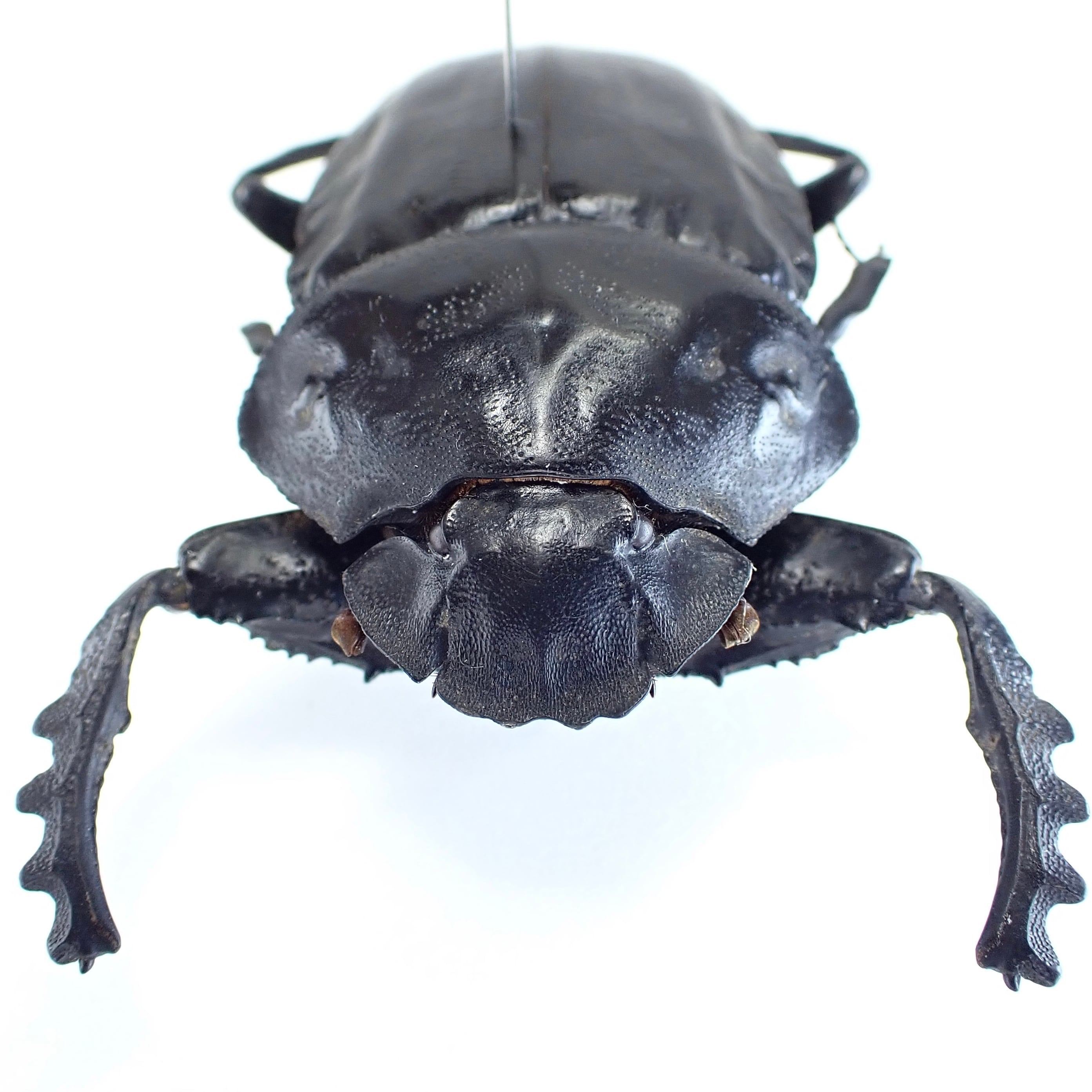 ナミビア産 Pachylomera femoralis ♀ 42mm | 昆虫標本 Diggers & Rollers