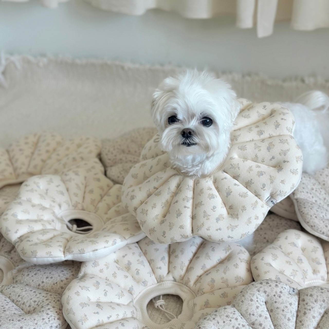 【即納】EYOU ピオナ ネックカラー（ソフトブロッサム）｜バニラ - 1