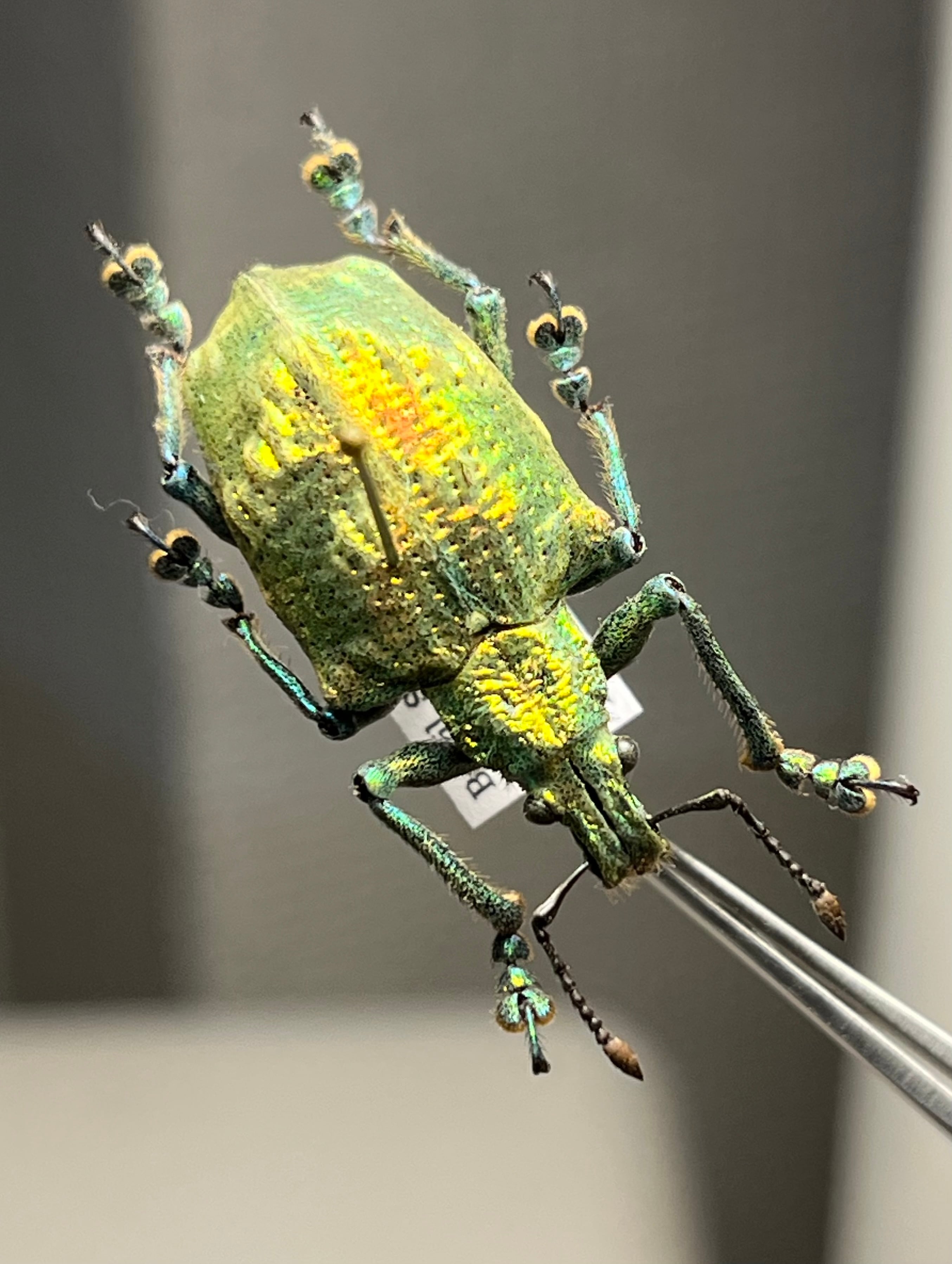 顎特大】オオアゴヘビトンボ ペルー産 奇蟲 タランチュラ ムカデ 標本