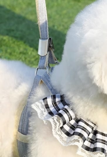 ドッグ 犬 小型犬 エクササイズ チョーカー リード リードセット