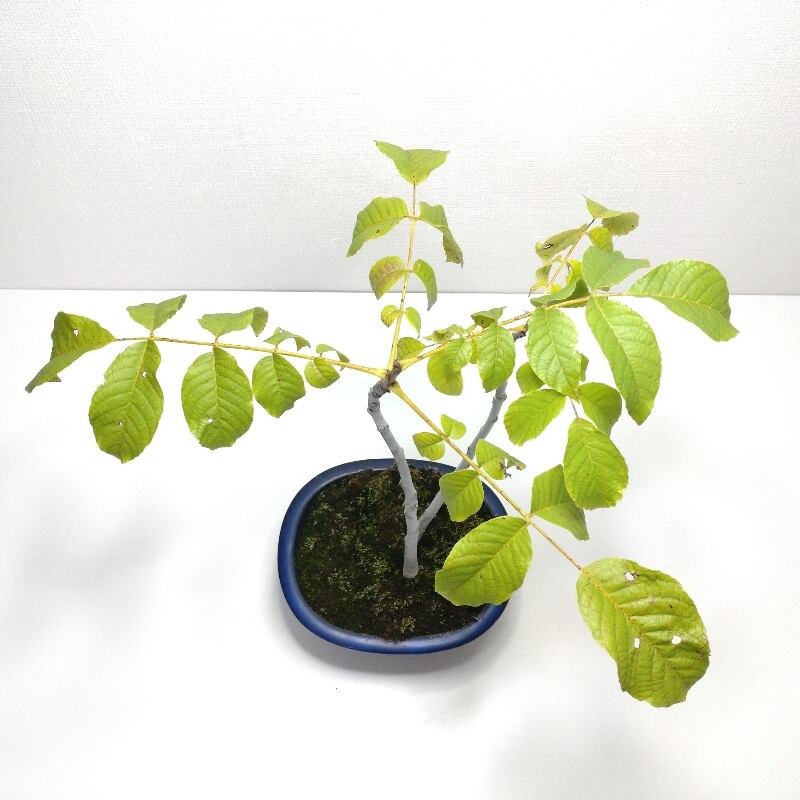 菓子胡桃（カシクルミ）盆栽 SG001 菓子胡桃（カシクルミ）盆栽 SG001 | 盆栽創【Bonsaisou】
