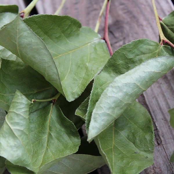 レモンリーフ/ドライフラワー・花材・リース・手作り・材料・素材