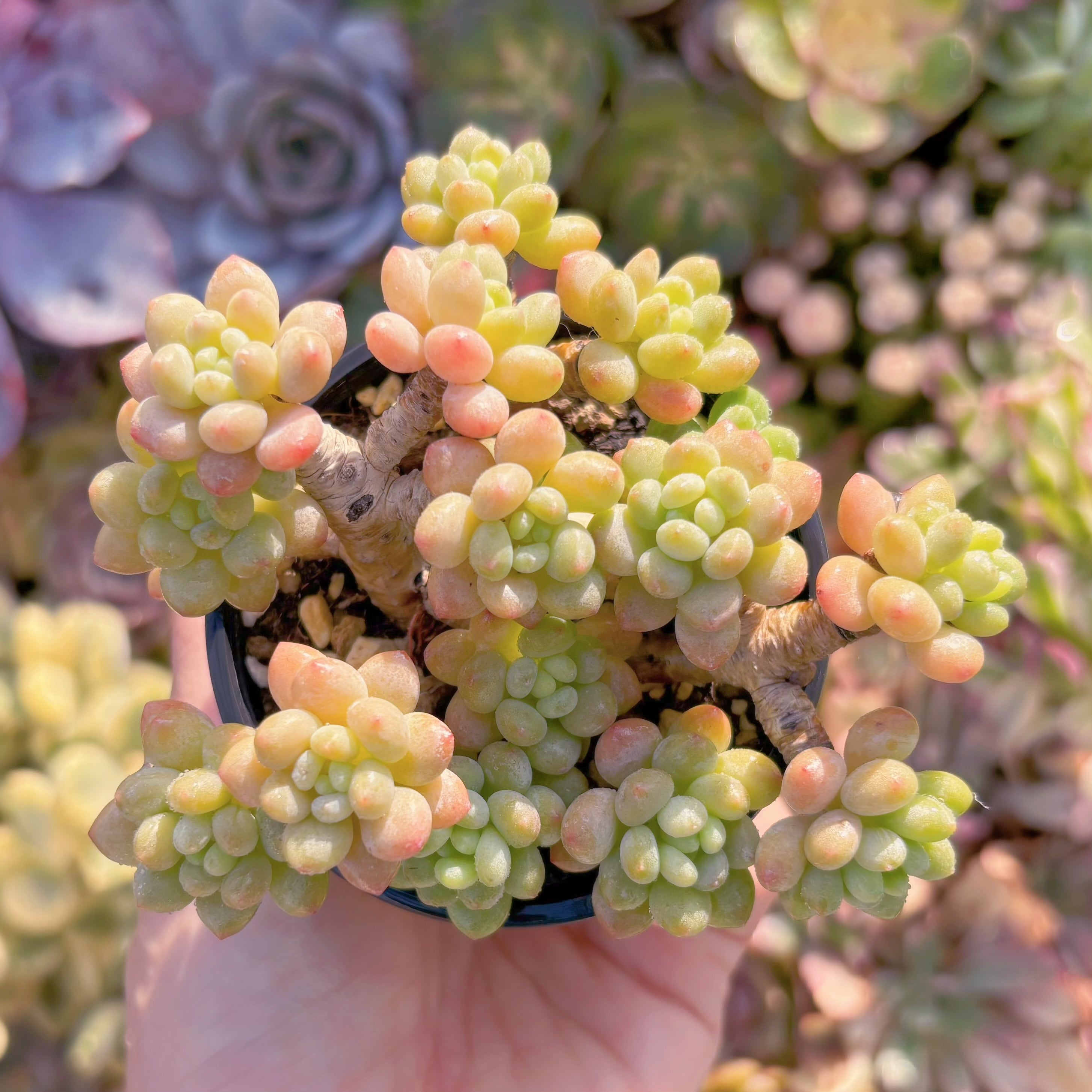 現品　Daphne#780　群生　るる農園