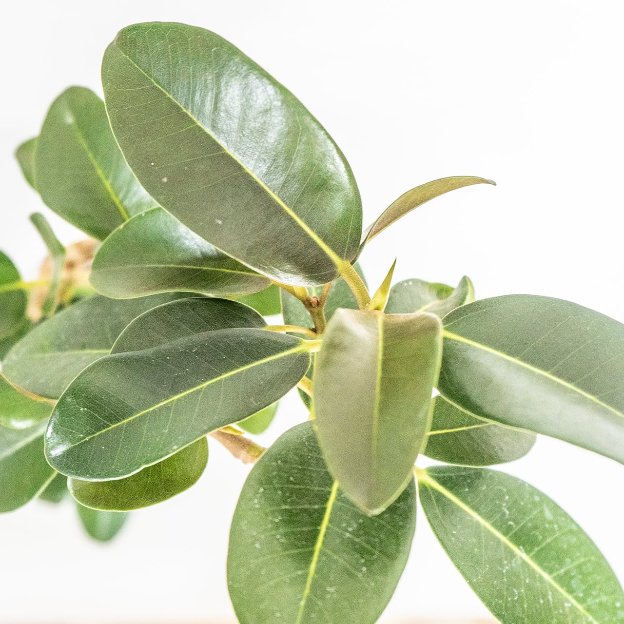 フランスゴムの木 自然の曲線美を楽しむ枝ぶり 無機質な鉢と調和した一鉢