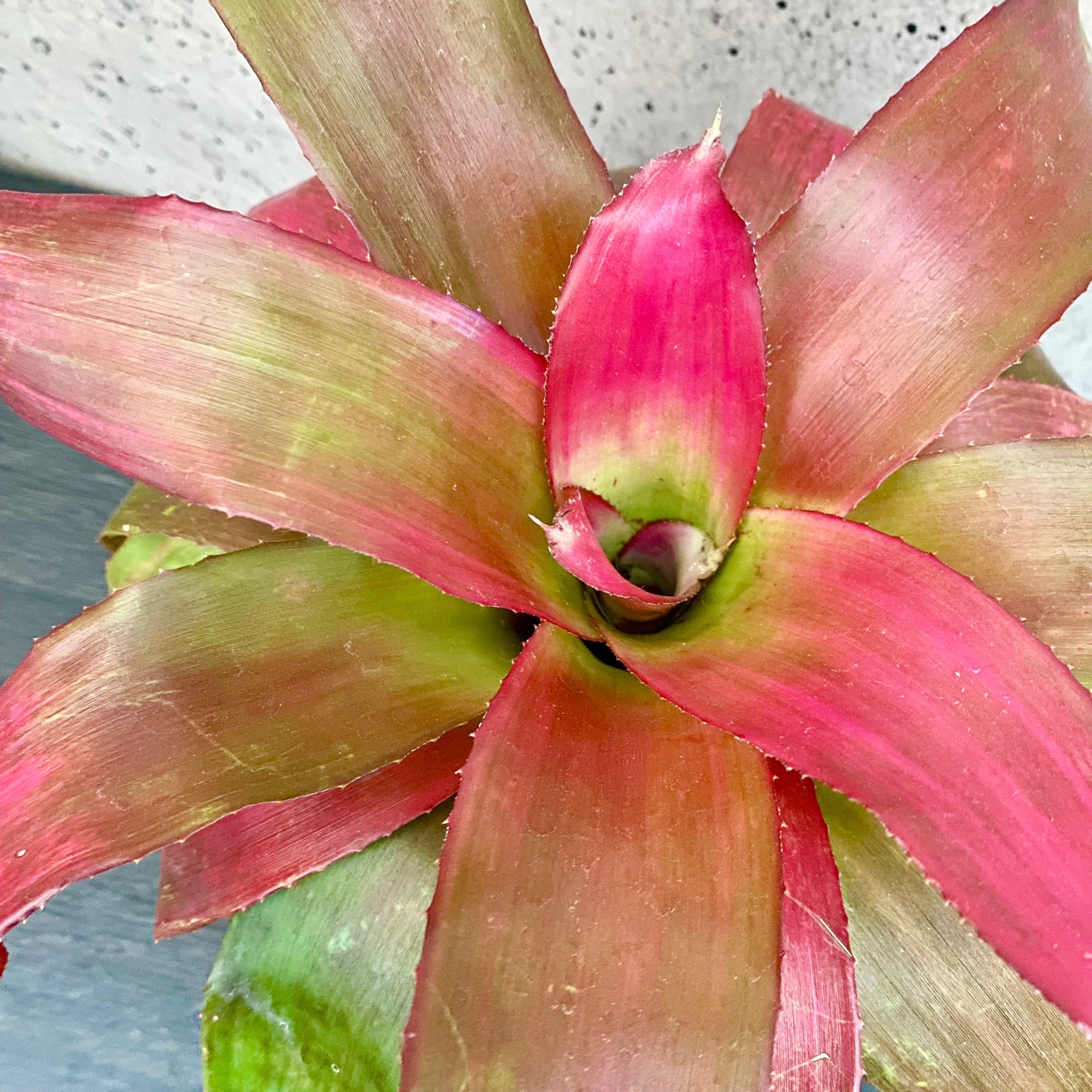 大きめです！タンクブロメリア　エクメア『Roberto Menescal』 タンクブロメリア エクメア『Roberto Menescal』 | Planet Plants