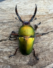 【WD】♀ブルー系《パプアキンイロクワガタ 42mm ペア》