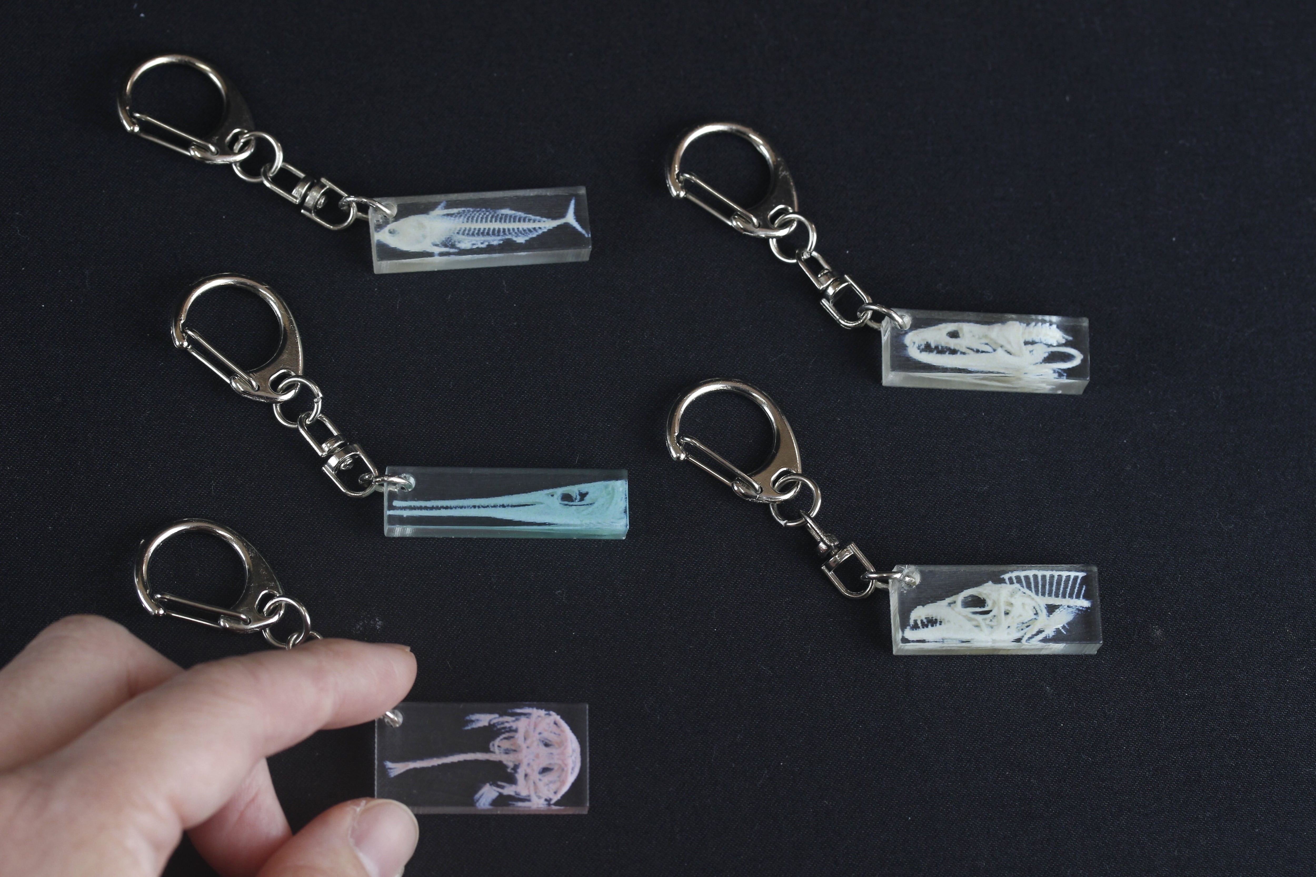 CTデータ・カラー3Dプリンター】タチウオ 骨格キーホルダー Largehead