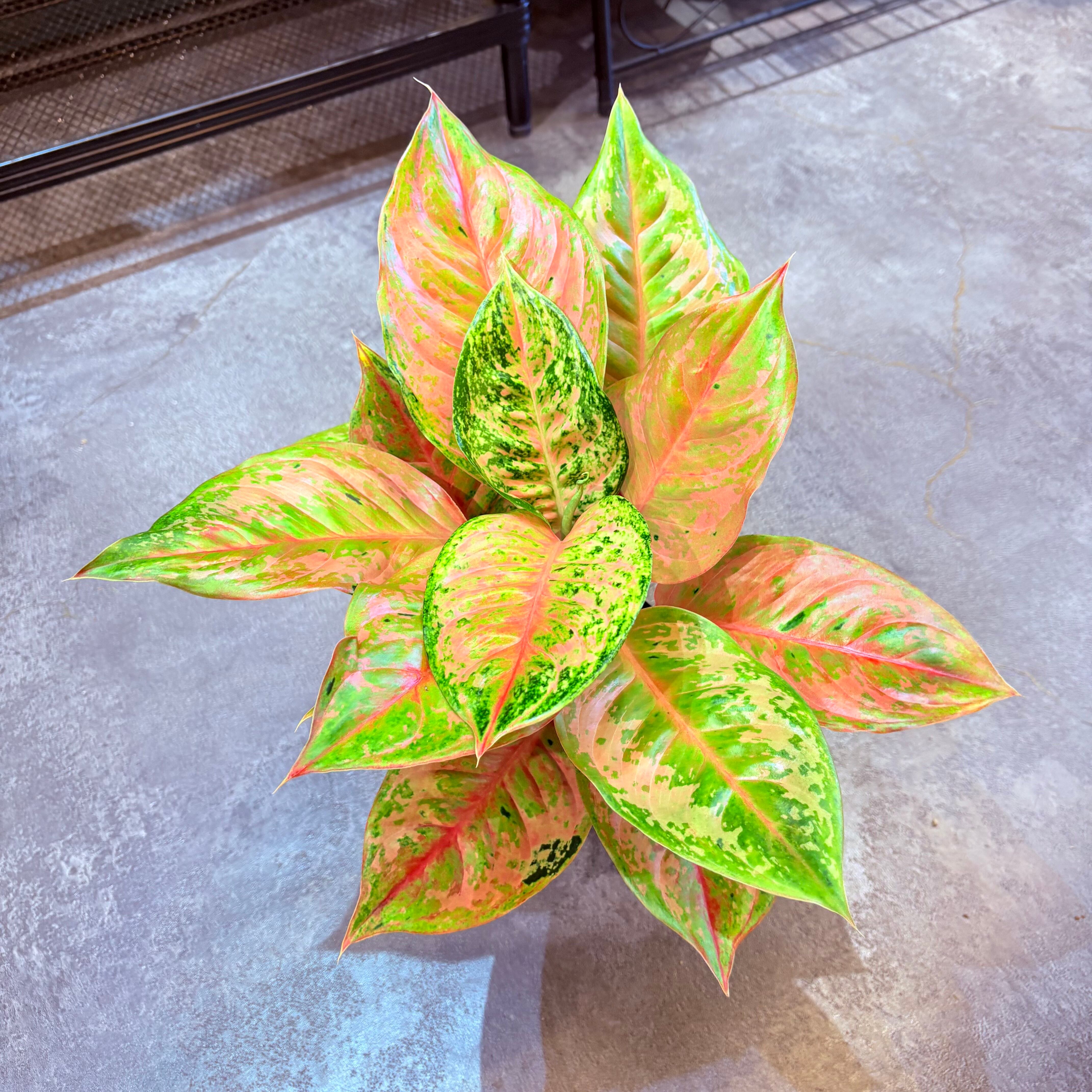 アグラオネマ プラカイペットレッド 3.5号 D | Green Vibes 宇都宮市の