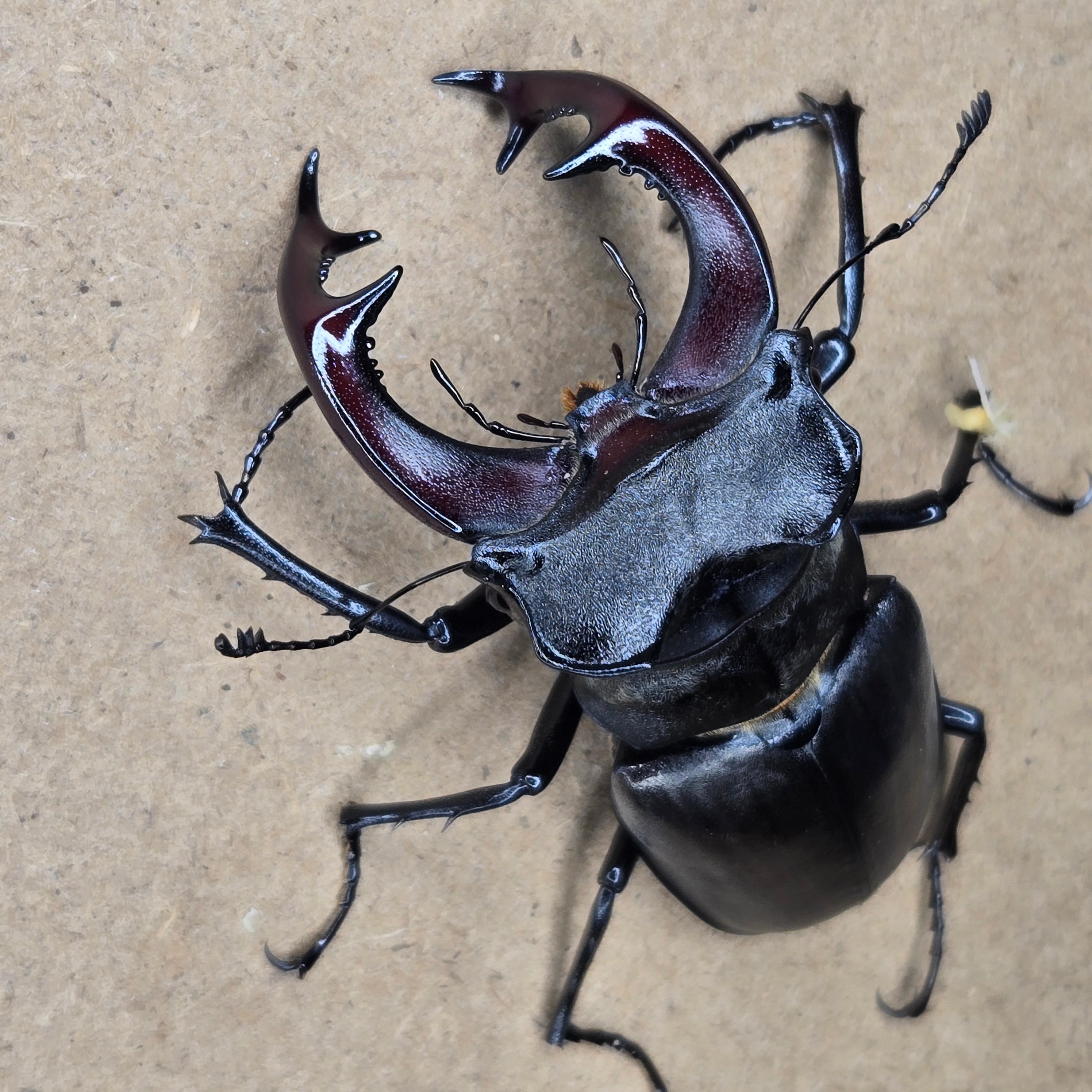 クワガタ | 【鍬鉄～KUWATETU～】