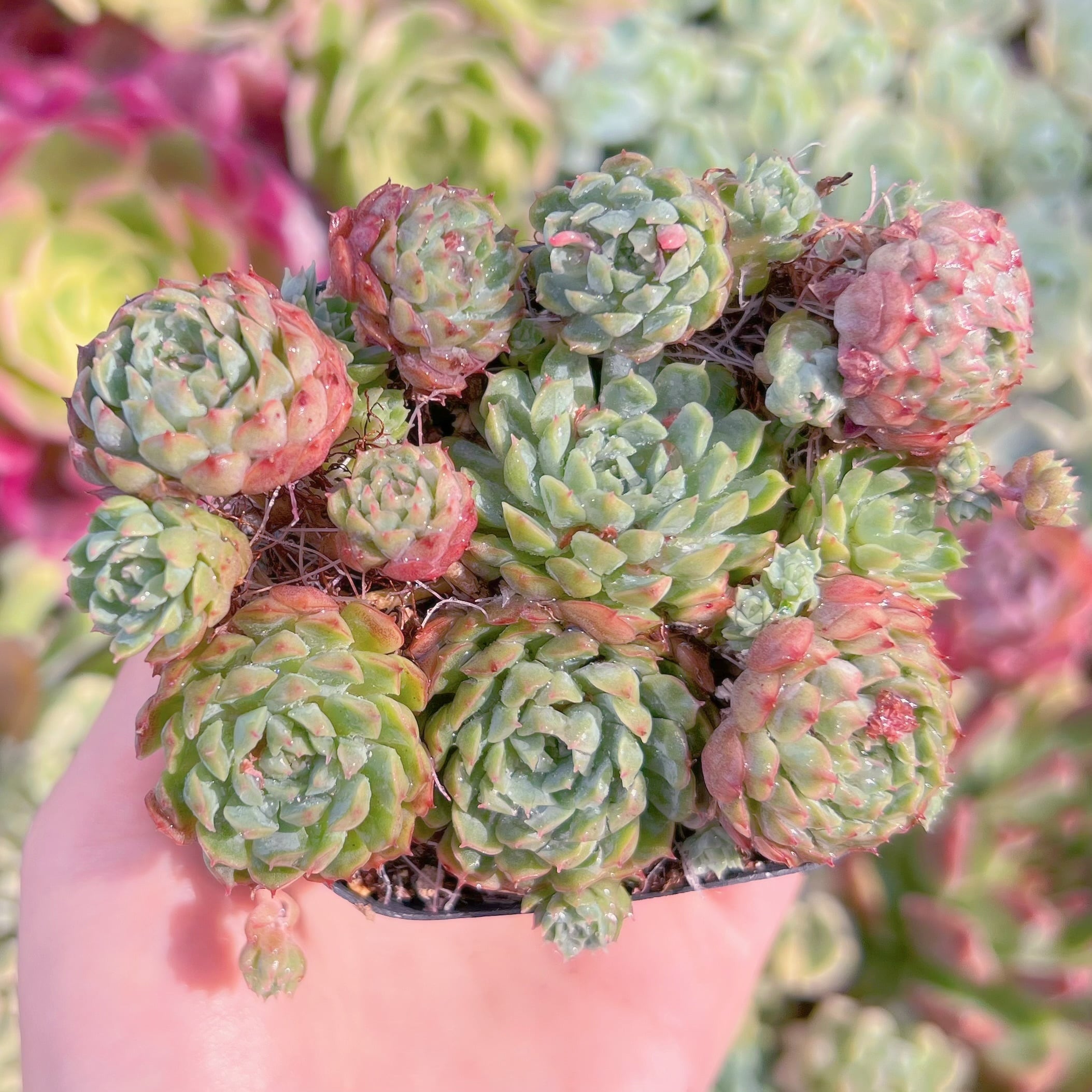 現品　ハチミツボール#656　るる農園