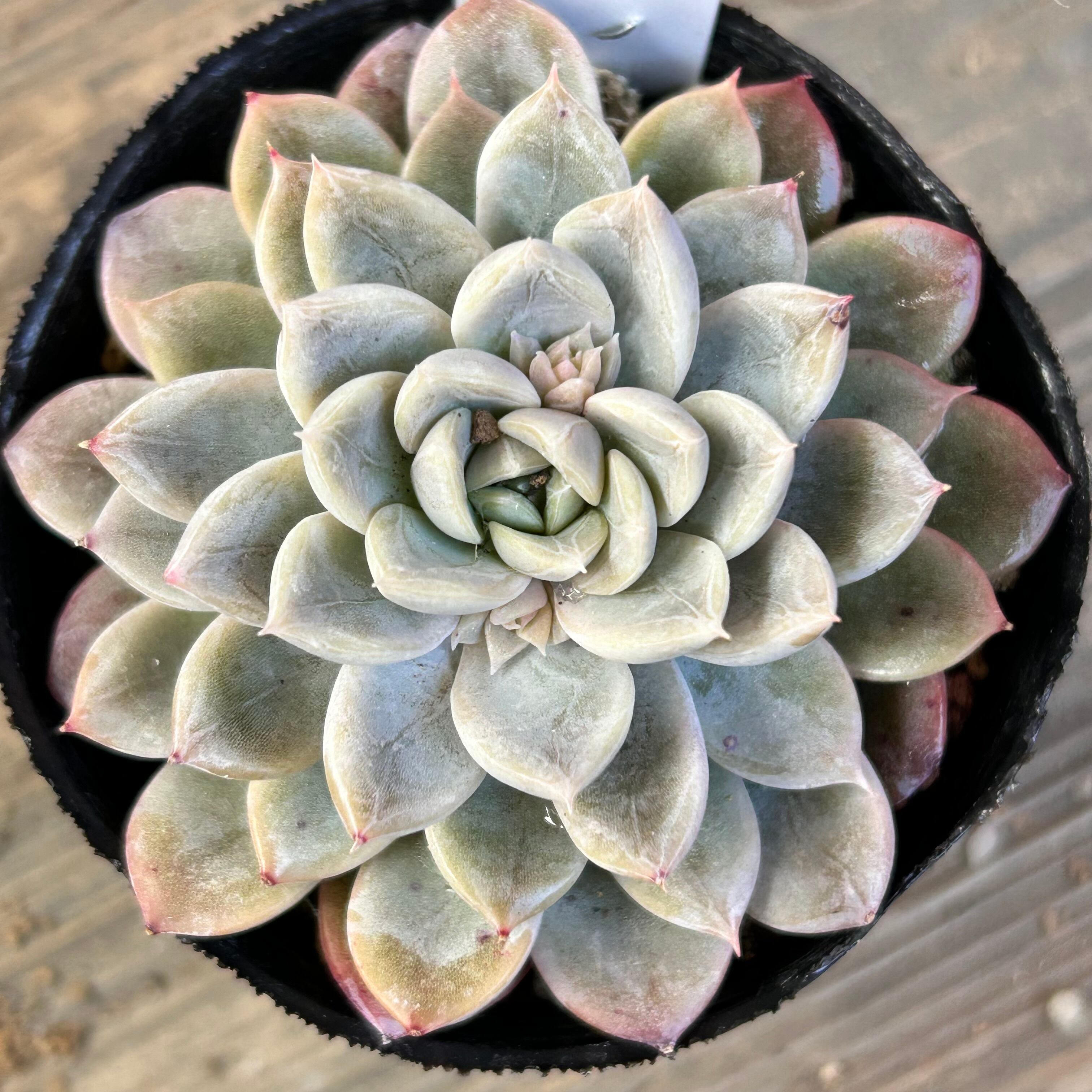 51#多肉植物アエオニウム錦❤️ミルクホワイト錦❤️2大頭10cm 拔き苗 51#多肉植物アエオニウム錦❤️ミルクホワイト錦❤️2大頭10cm