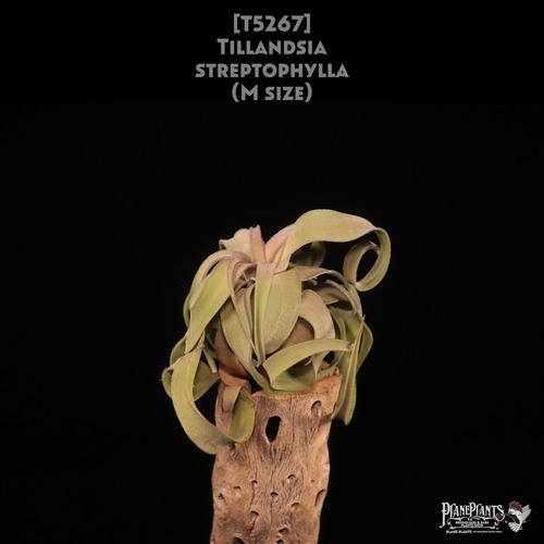 【送料無料】streptophylla M〔エアプランツ〕現品発送T5267