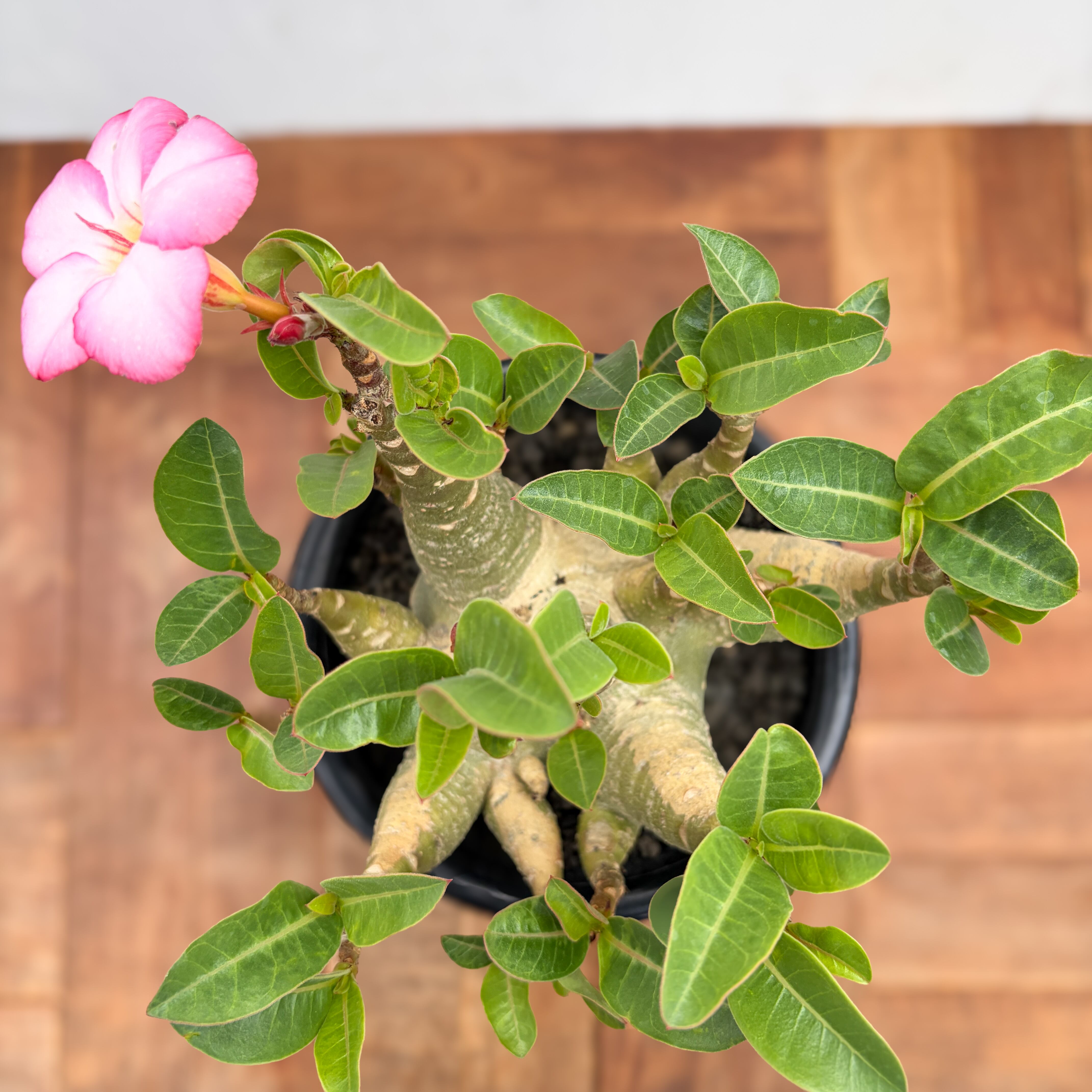 Tom草ya】Adenium arabicum dwarf/#102/アデニウム/アラビカム