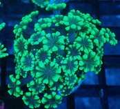 Alveopora FromMakassar YellowFrag 18