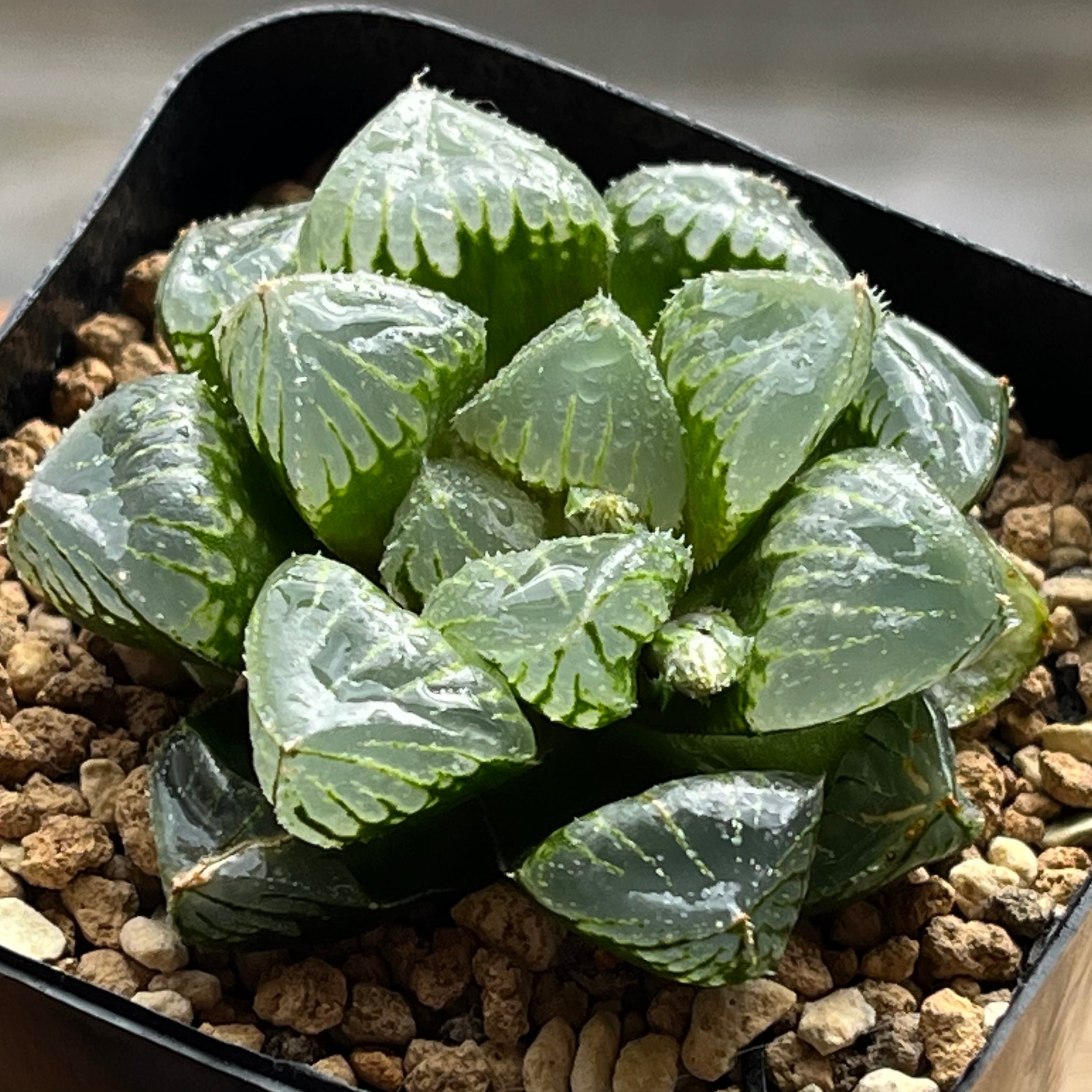 ハオルチア ピグマエアミュータント実生 特異株 | mocono_plants