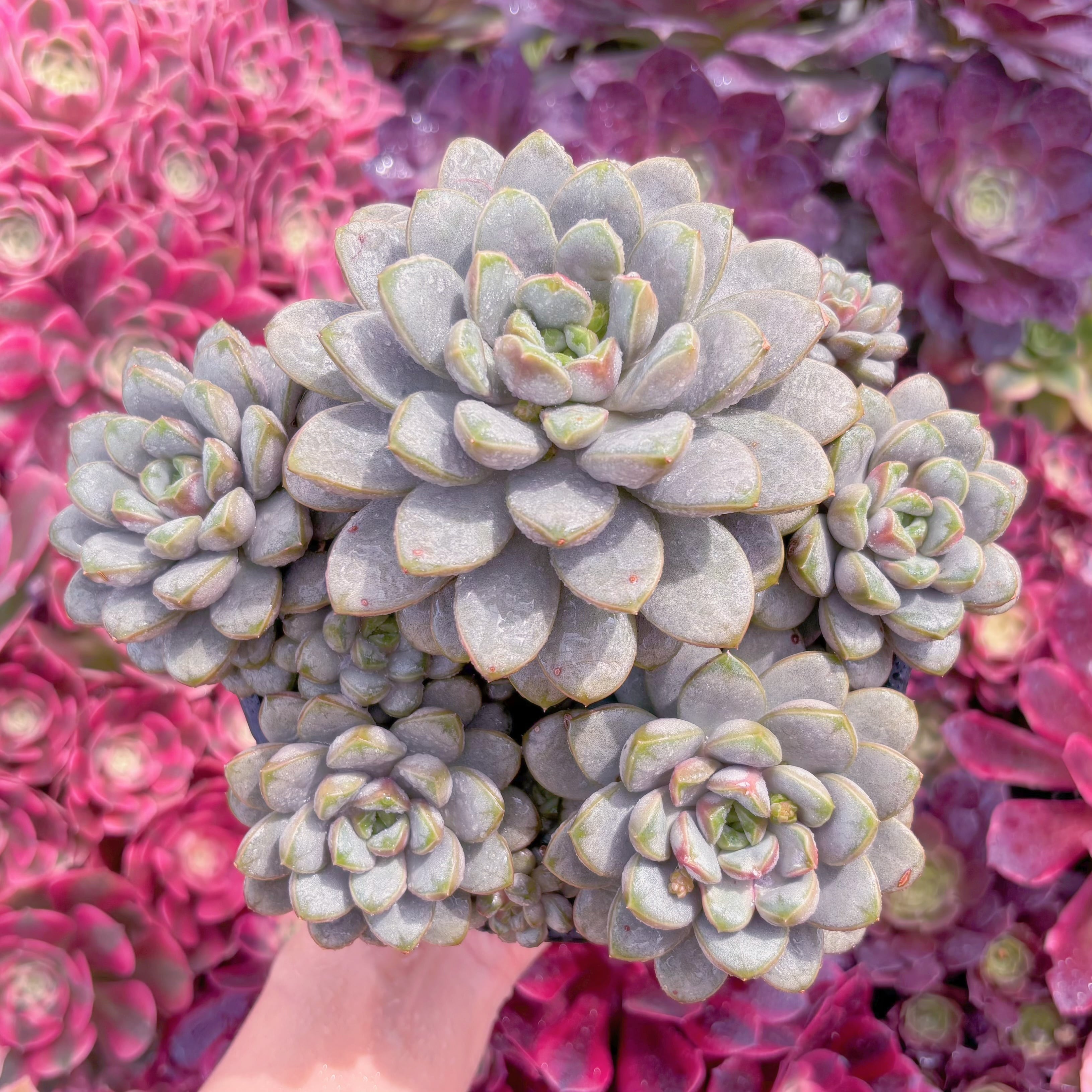 現品　ブドウ#K570　特特大群生　新入荷　るる農園