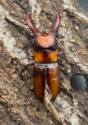 《トカラノコギリクワガタ ホワイトアイ ♀単+おまけB品♂》