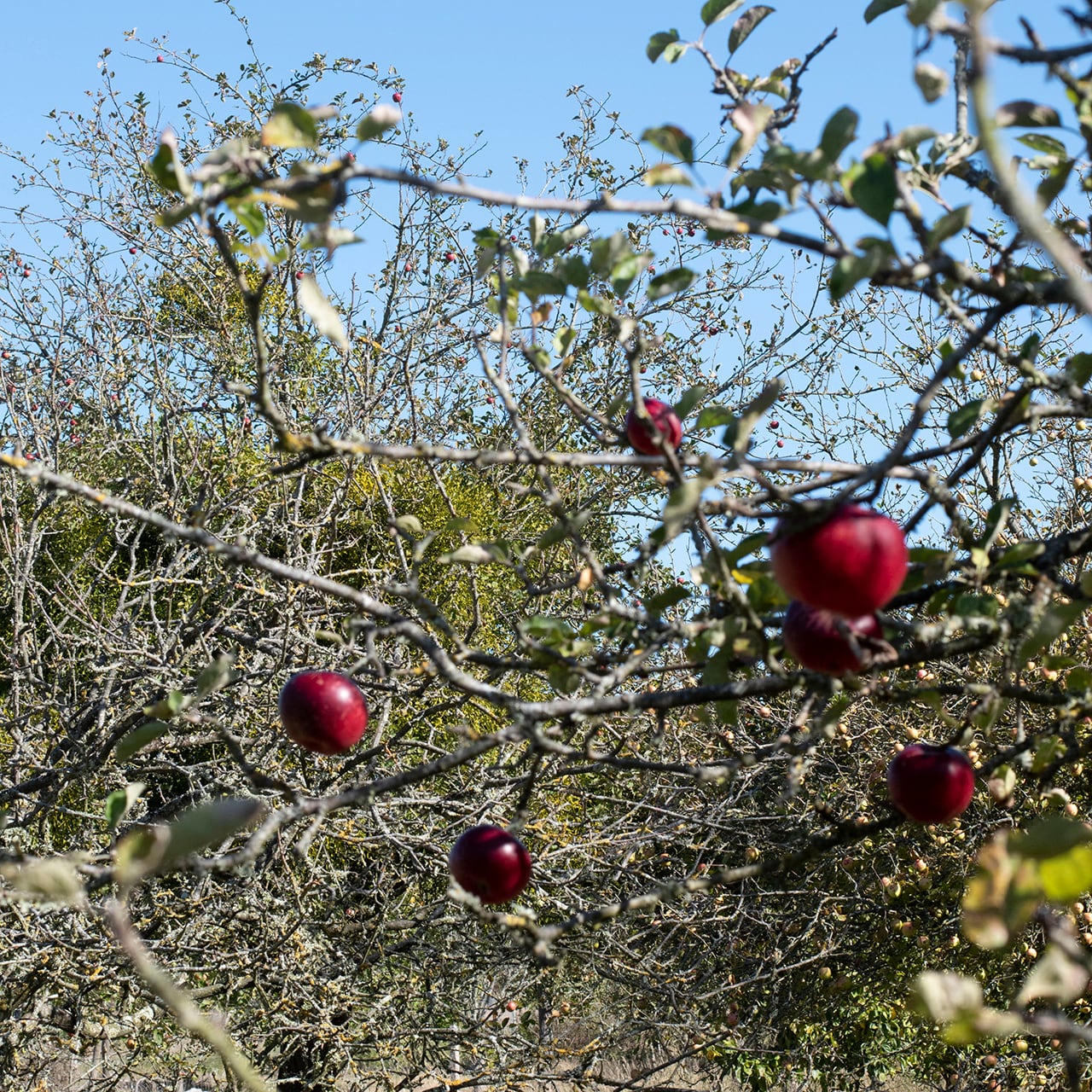 Ferme des Landes シードル フェルミエ ドゥミ セック ビオ〈中辛口