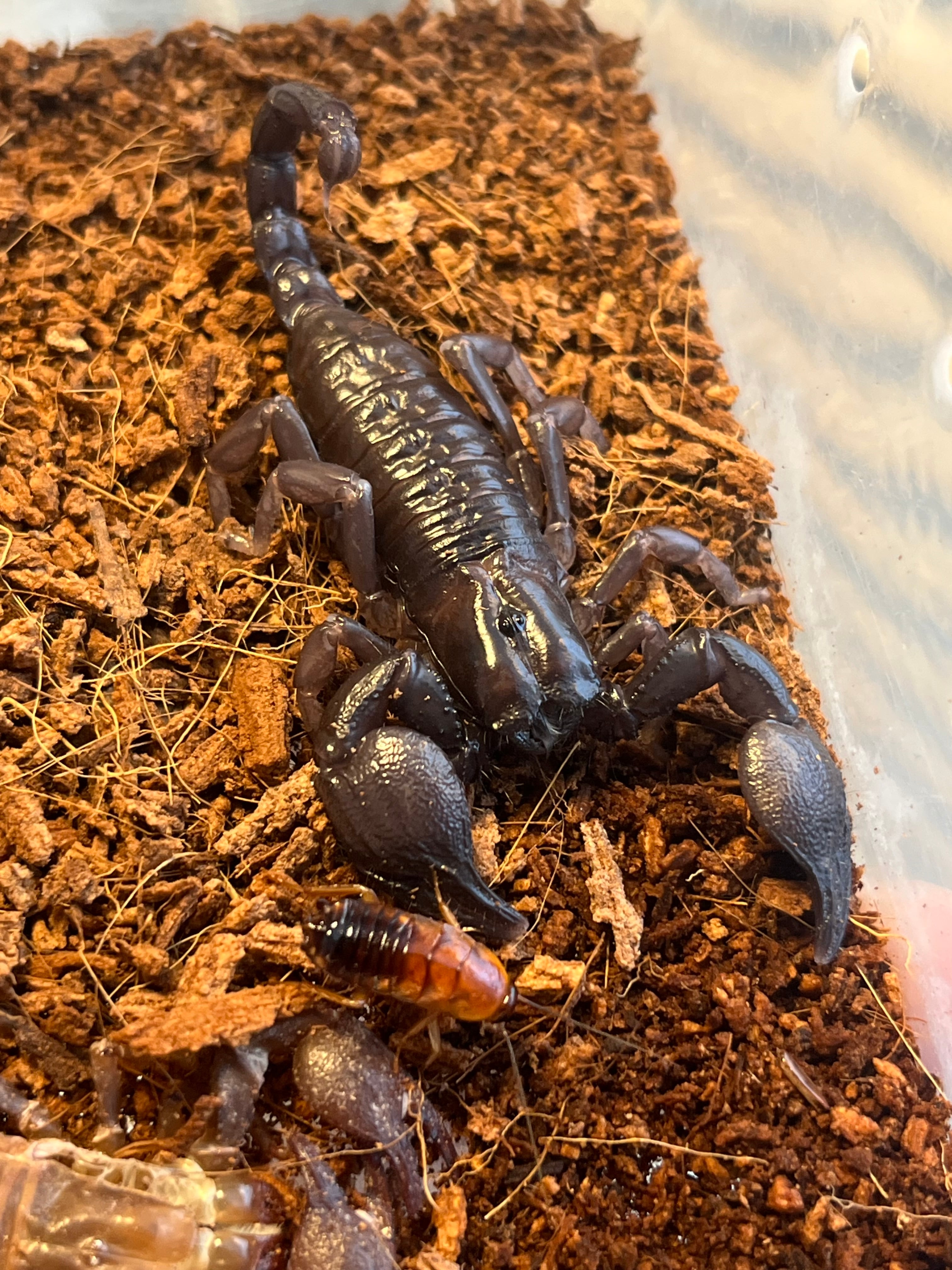 ラスト】オレンジクロウスコーピオンPandinoides duffmackayi 全長5cm