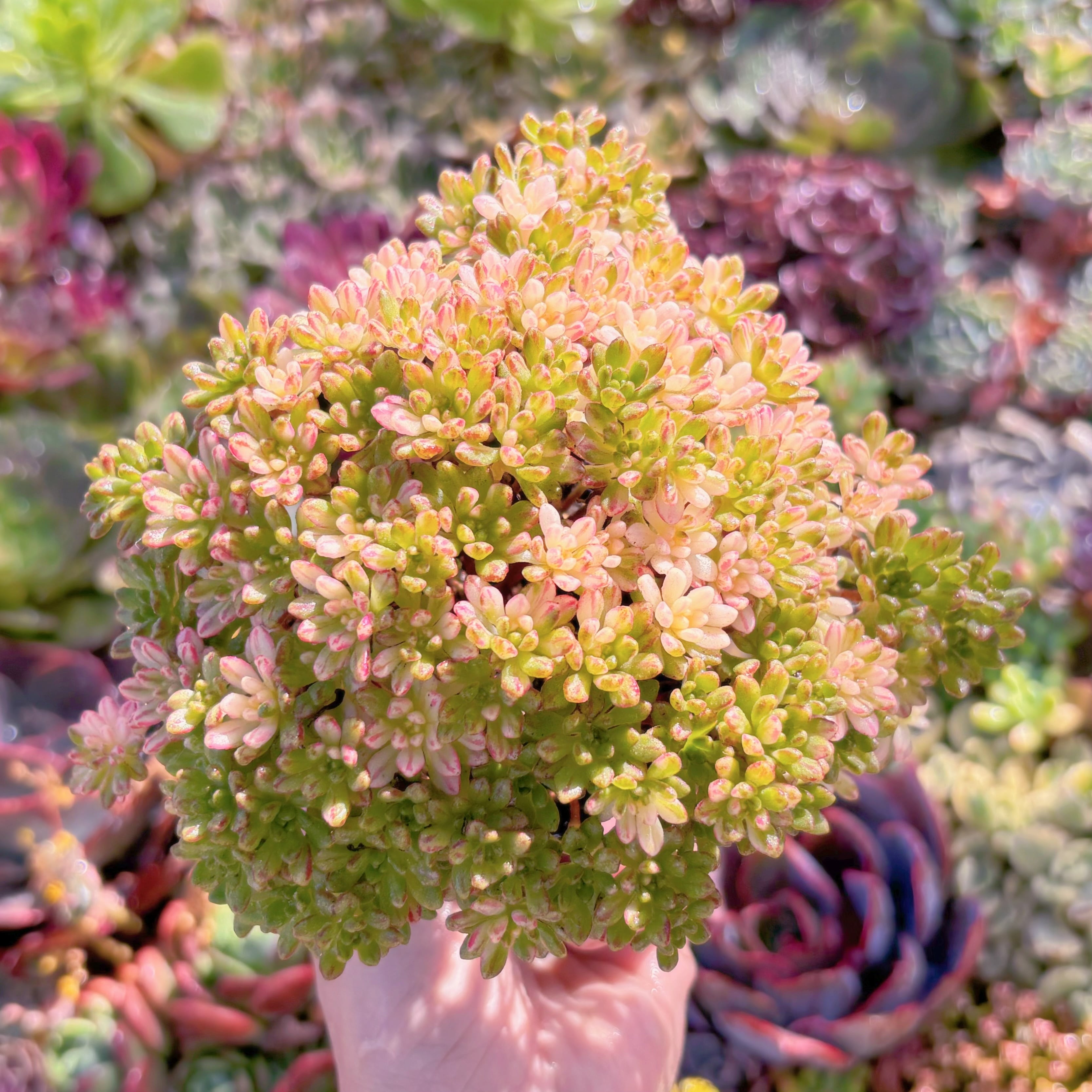 現品　小人の祭り錦#M217　るる農園