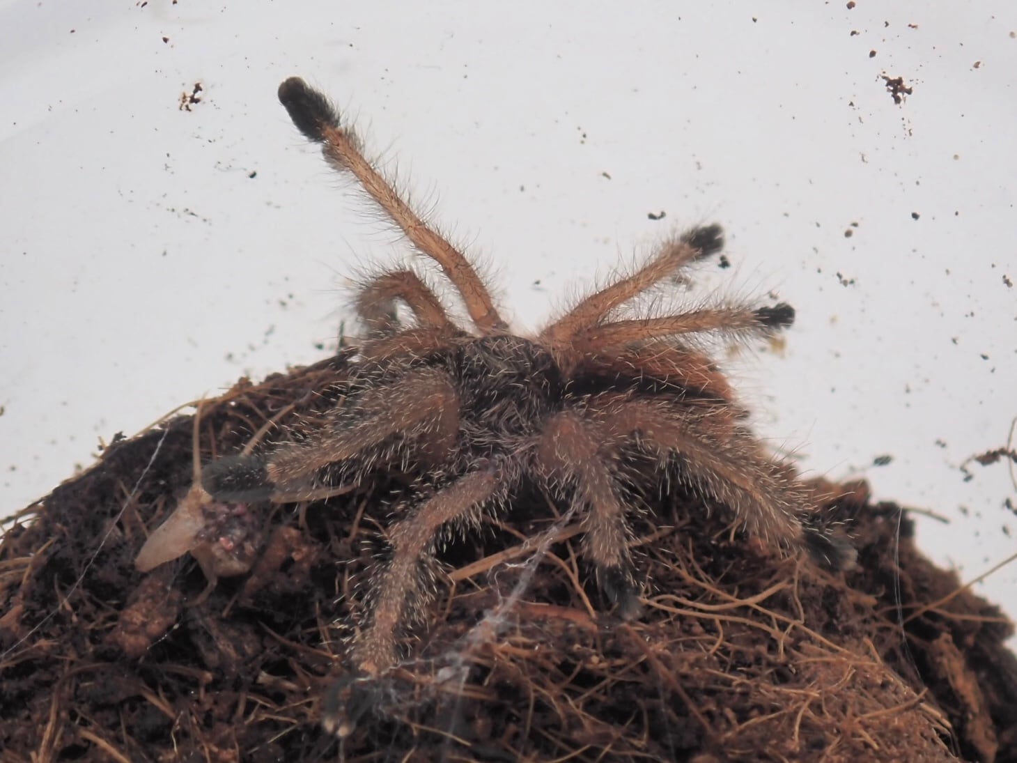 エクアドリアンウーリーピンクトゥ/Avicularia huriana 1匹 幼体