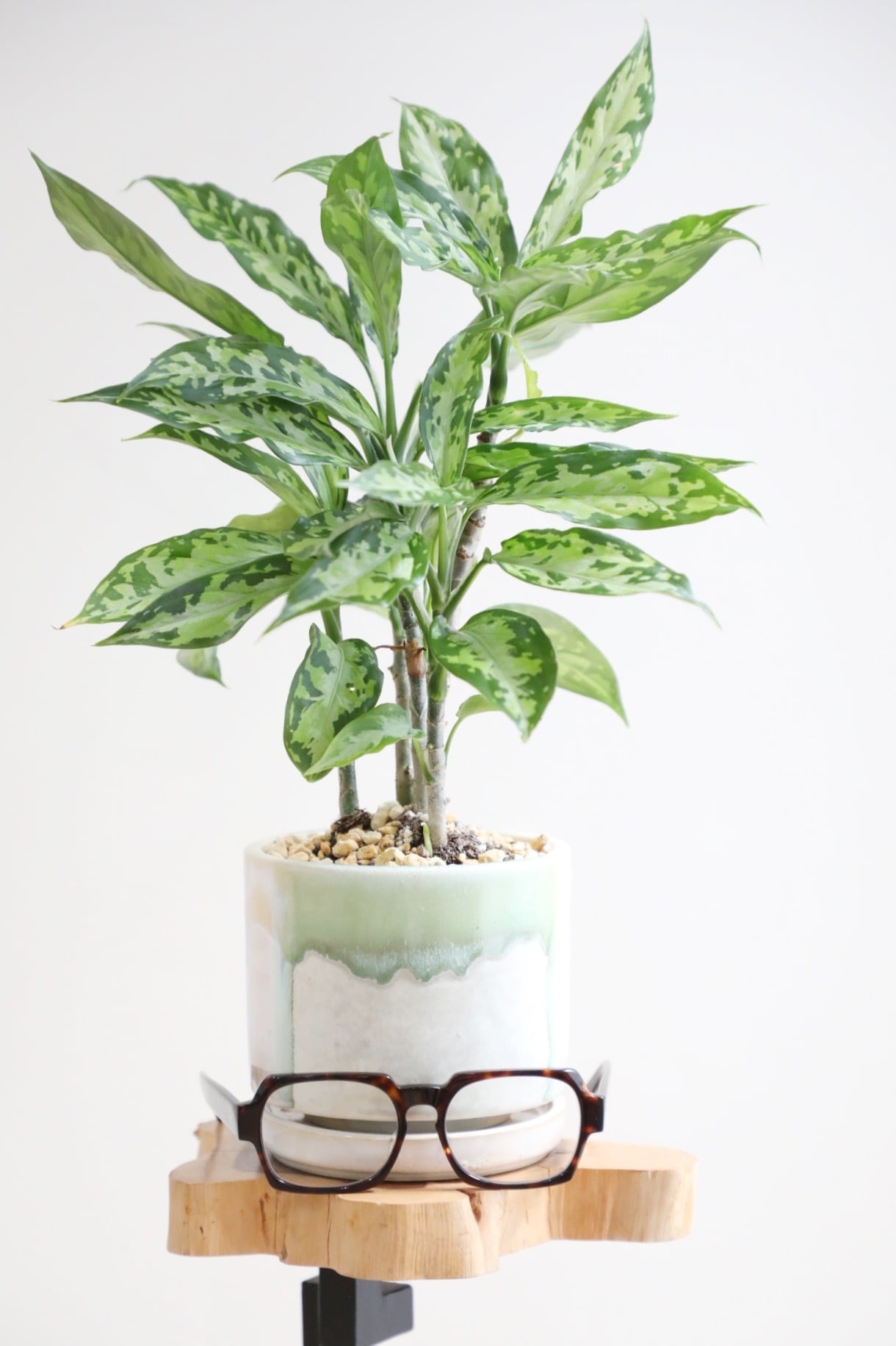 希少】【S】アグラオネマ ピクタム エウレカ/Aglaonema pictum