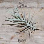 【送料無料】パレアセア〔エアプランツ〕現品発送T1150