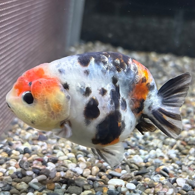 江戸錦　８ｃｍ