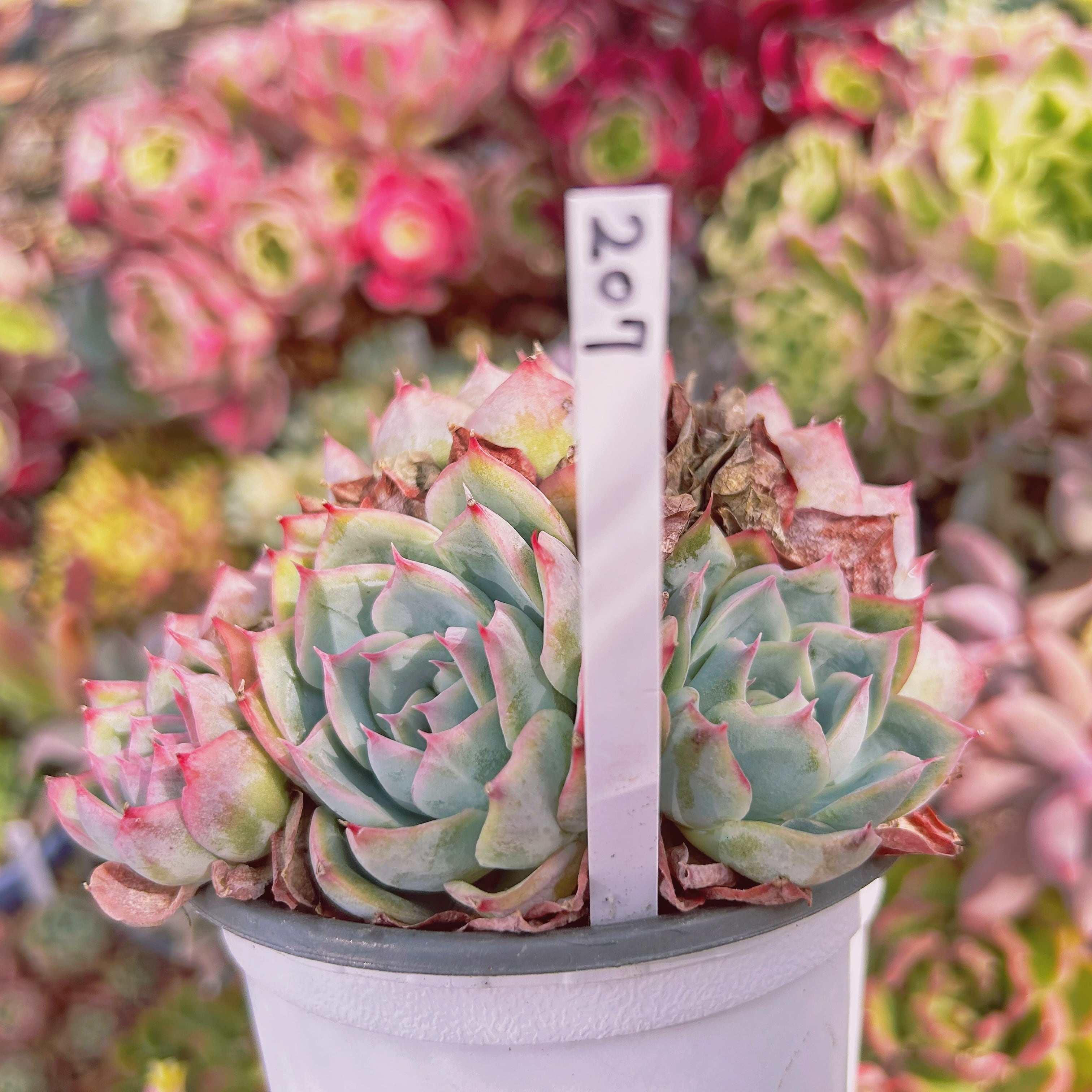 207現物 多肉植物 シルエット 特大群生 | るる農園~多肉植物専門
