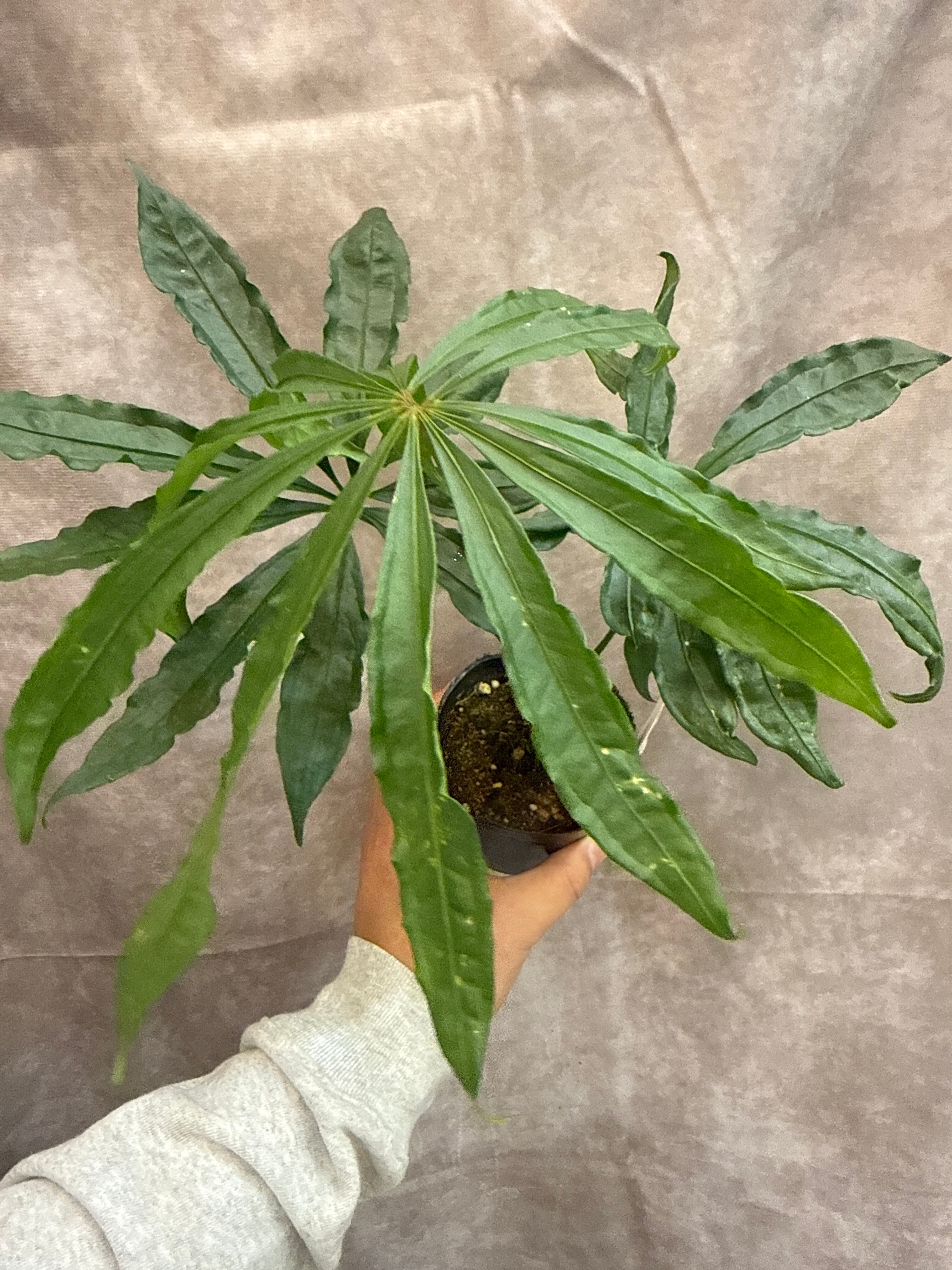 A カラテア ムサイカ斑入り | Gardenえん 【観葉熱帯植物】 A カラテア ムサイカ斑入り | Gardenえん 【観葉熱帯植物】