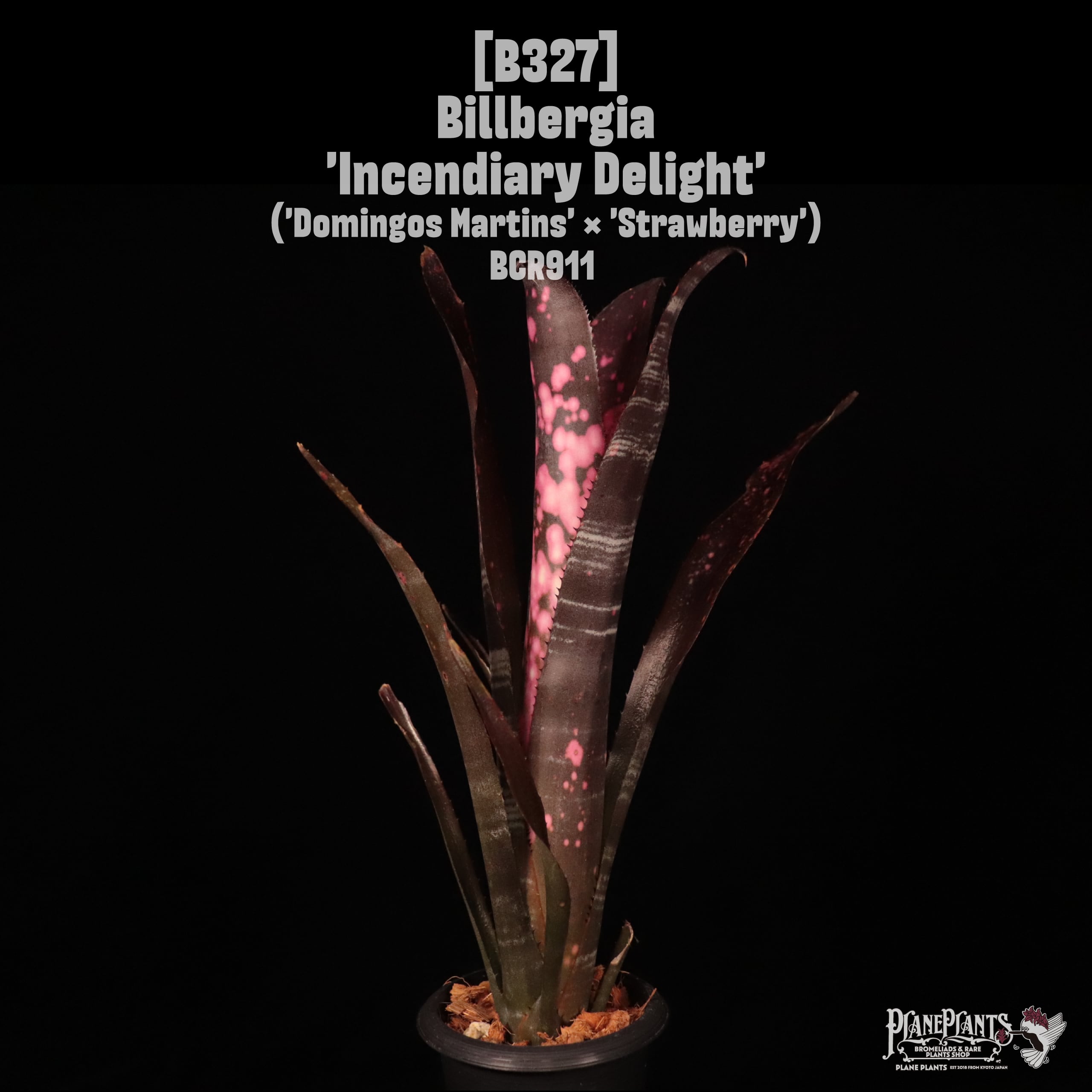 Billbergia 'Incendiary Delight'〔ビルベルギア〕B327