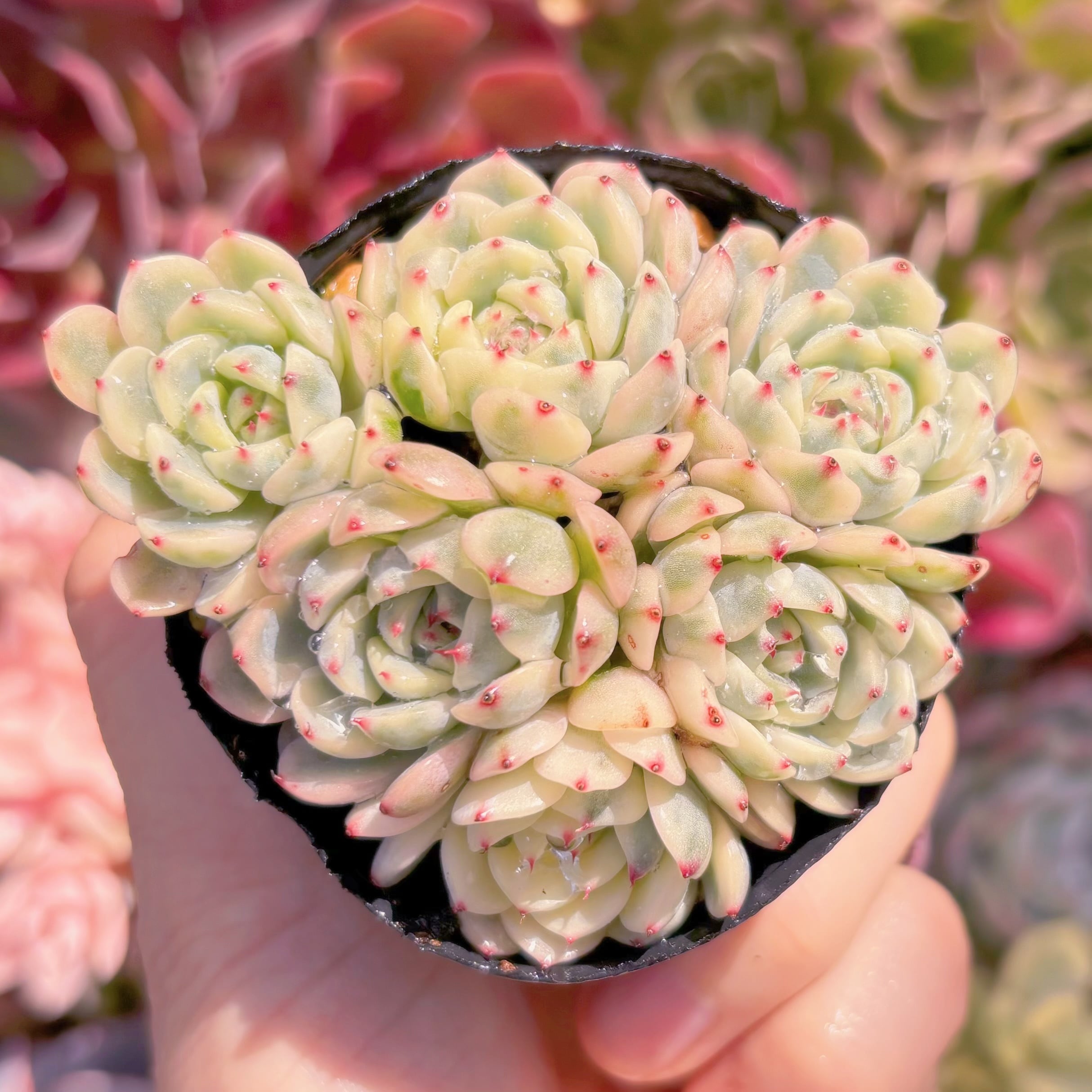 現品　ホワイトミニマ錦#2227　群生　るる農園