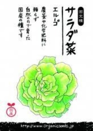 国産サラダ菜(エルーゴ) 約３００粒　ＮＬＳ