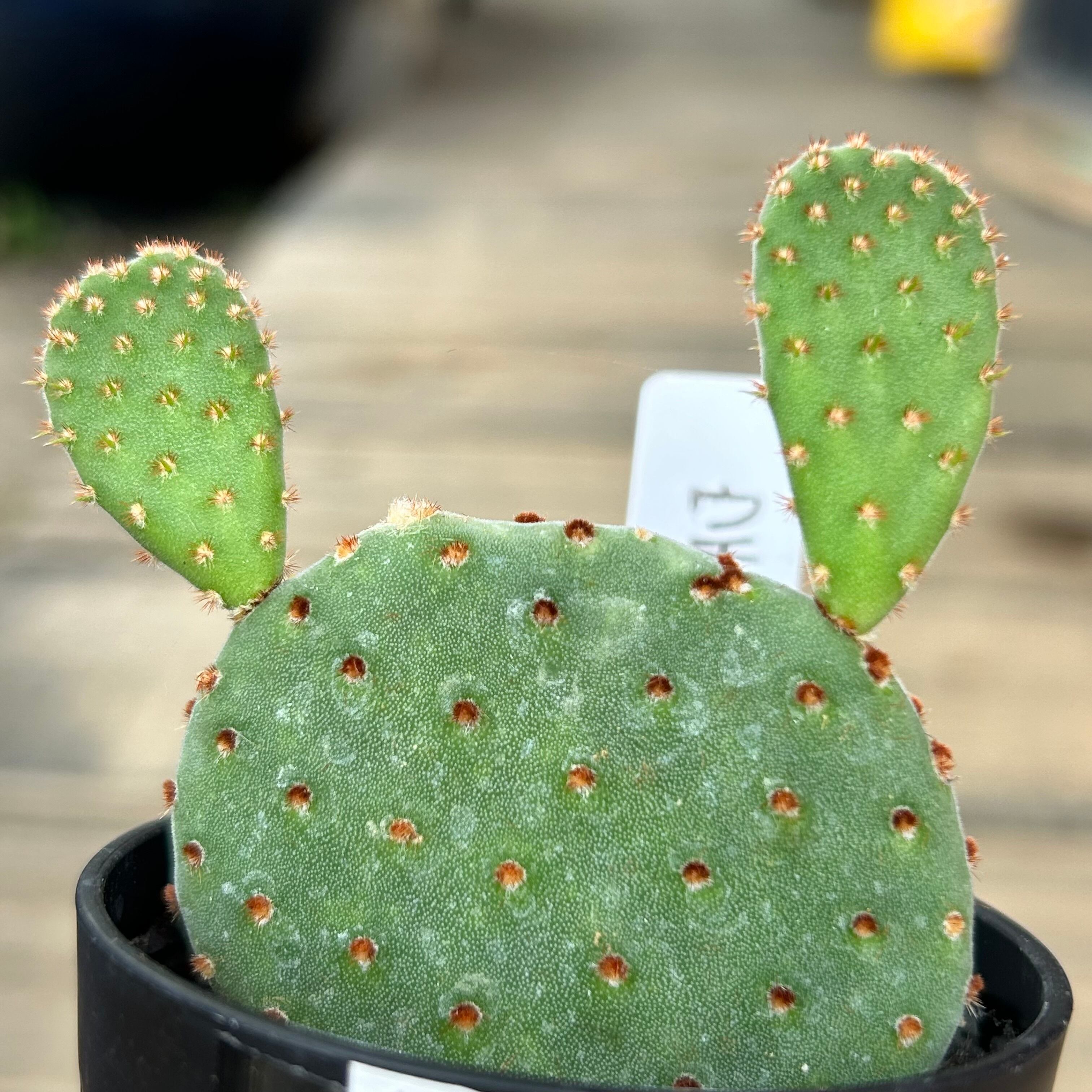ウチワサボテン | RuPo 多肉植物専門店