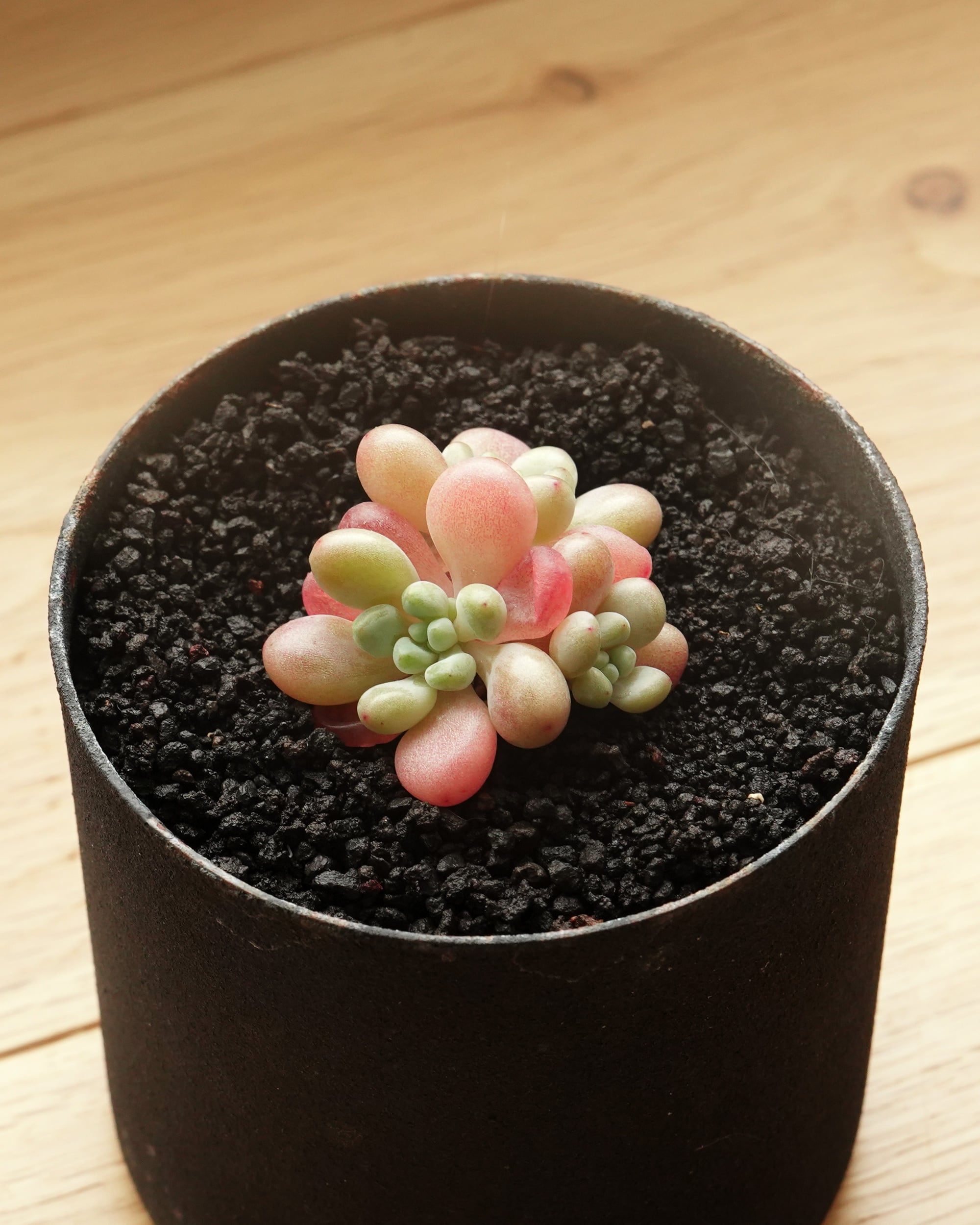 銅花順 抜き苗 群生 アエオニウム 多肉植物 PREMIUM】 抜き苗 アエオニウム 札落ち（紅顔？） 2頭群生 Aeonium sp