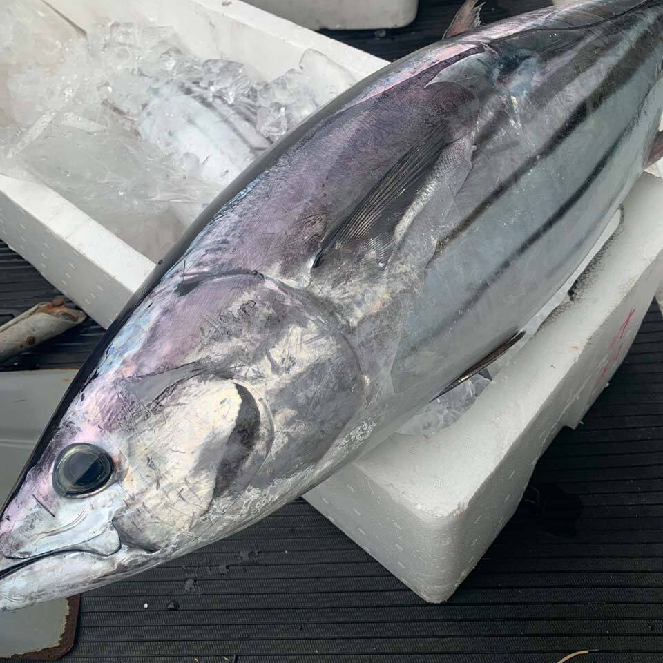 高知県大月産 藁にこだわって作るカツオの生柵 | 漁師・漁港からお届け